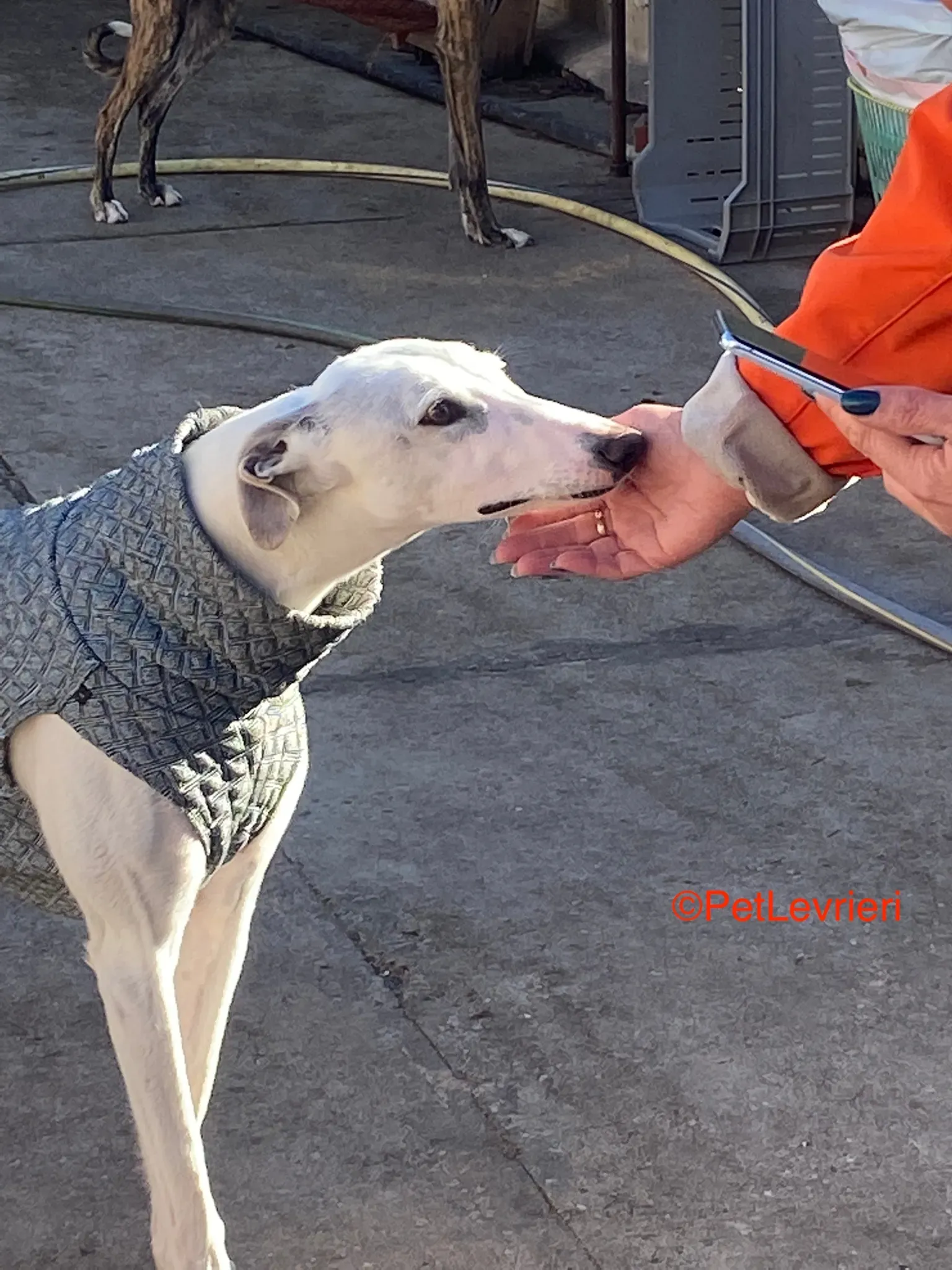 Luisa adozione galgo pet levrieri onlus 2