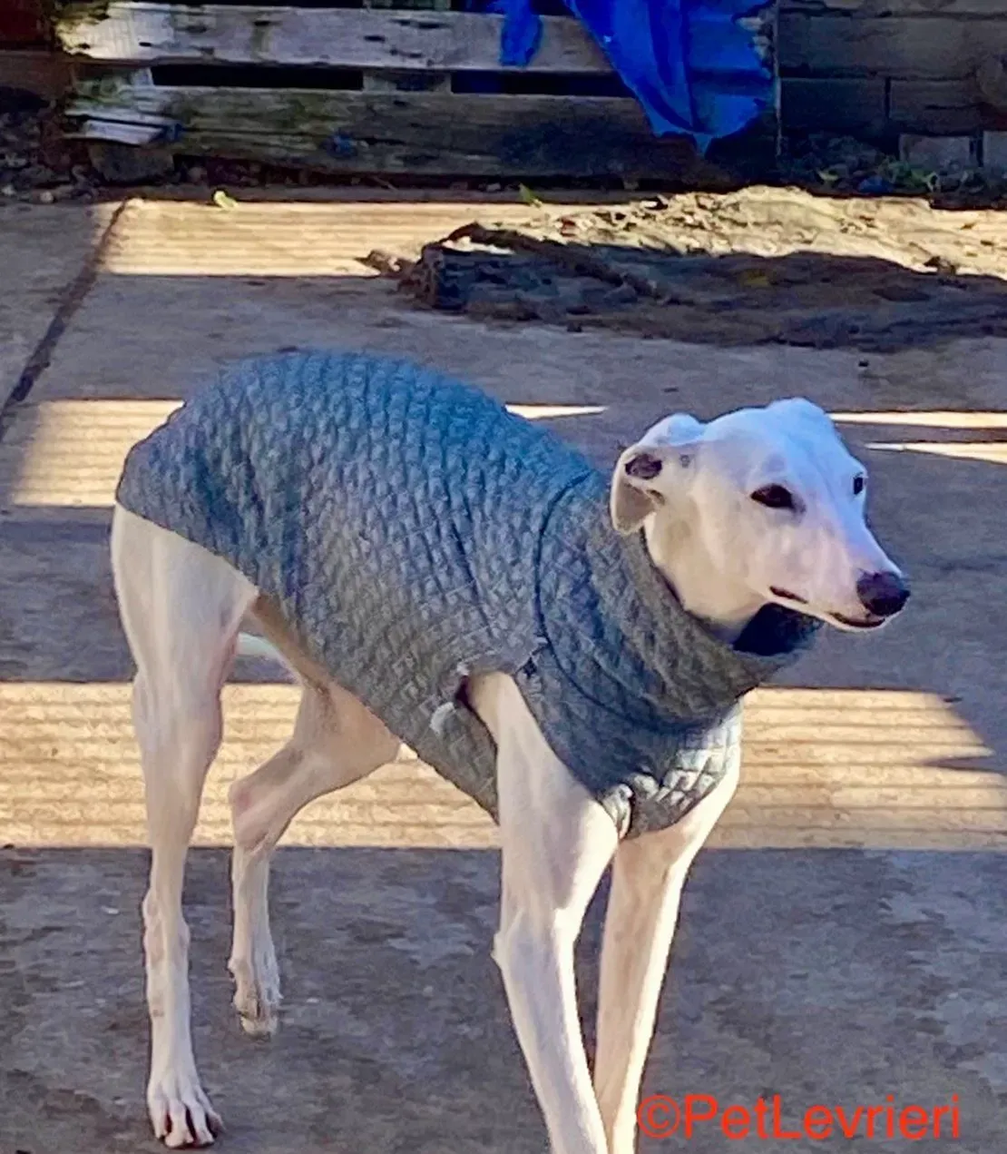 Luisa adozione galgo pet levrieri onlus 3 e1676065296425