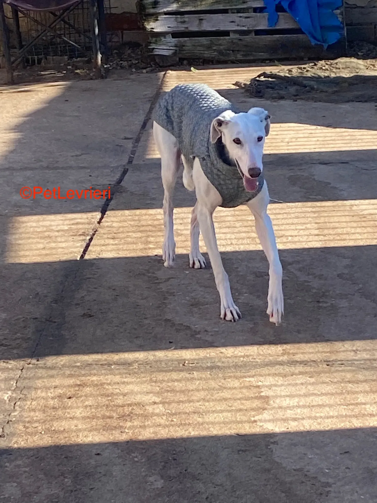 Luisa adozione galgo pet levrieri onlus 5