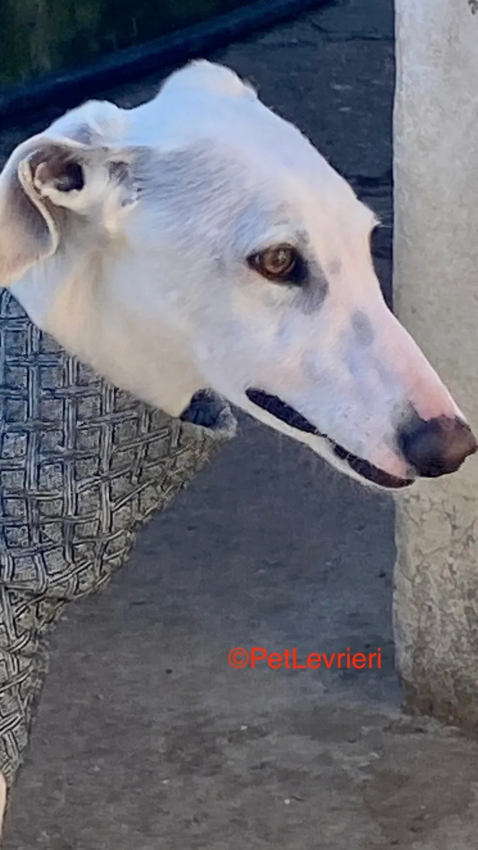Luisa adozione galgo pet levrieri onlus 7