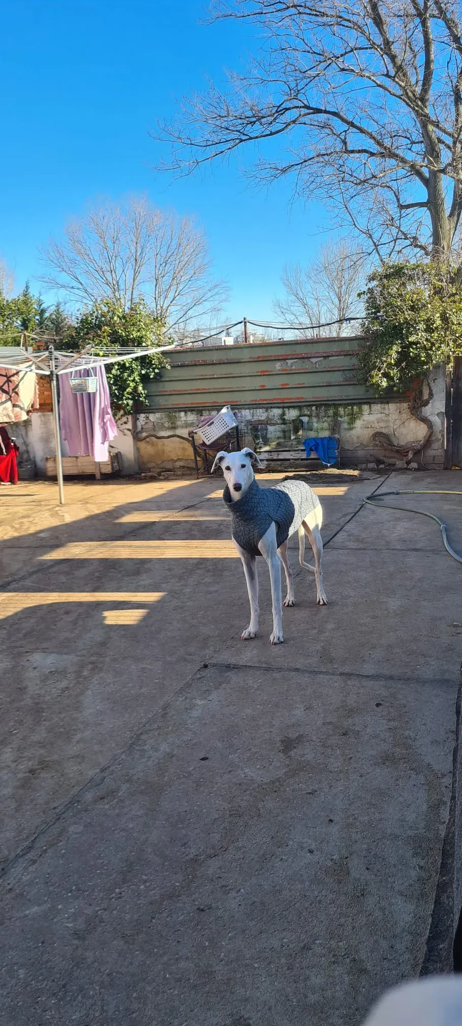 Luisa adozione galgo pet levrieri onlus 8