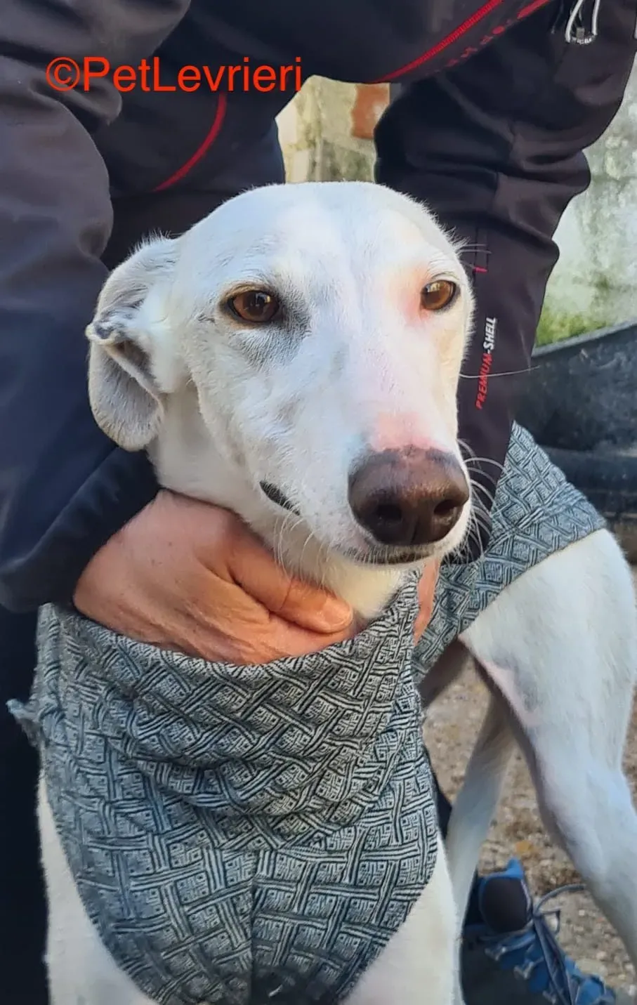 Luisa adozione galgo pet levrieri onlus 9 e1676064993758