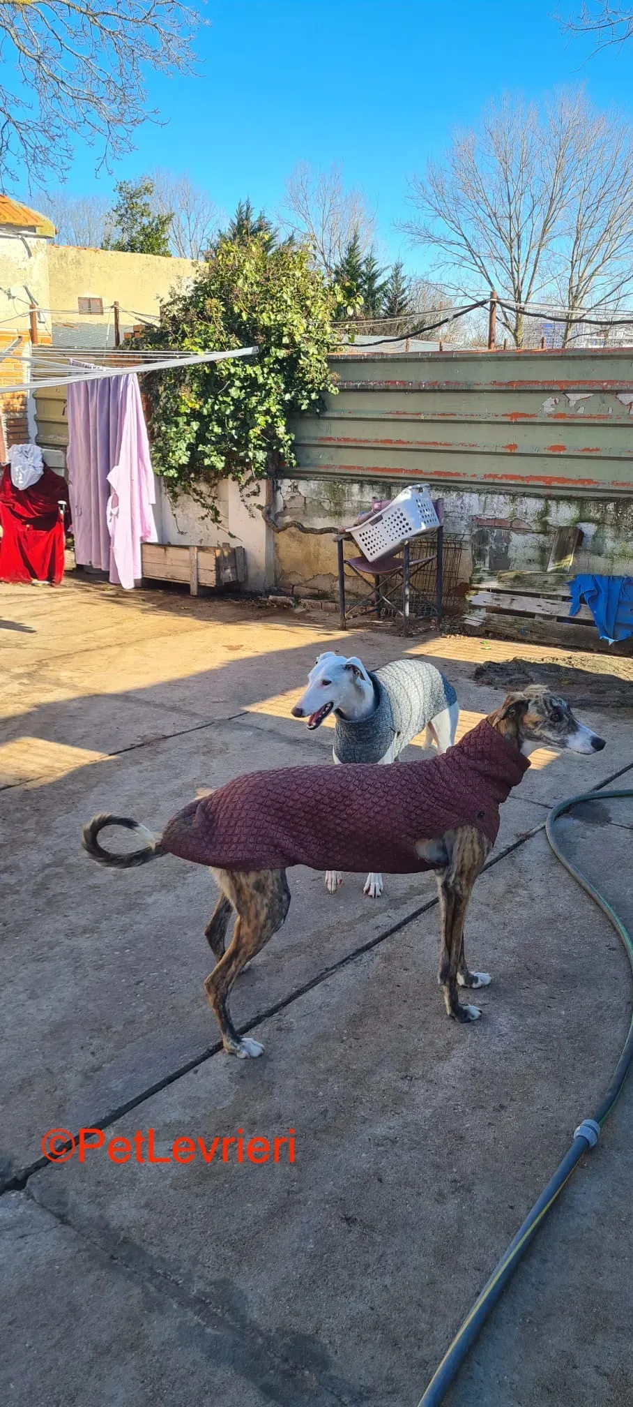 Luisa e Luca adozione galgo pet levrieri onlus 4