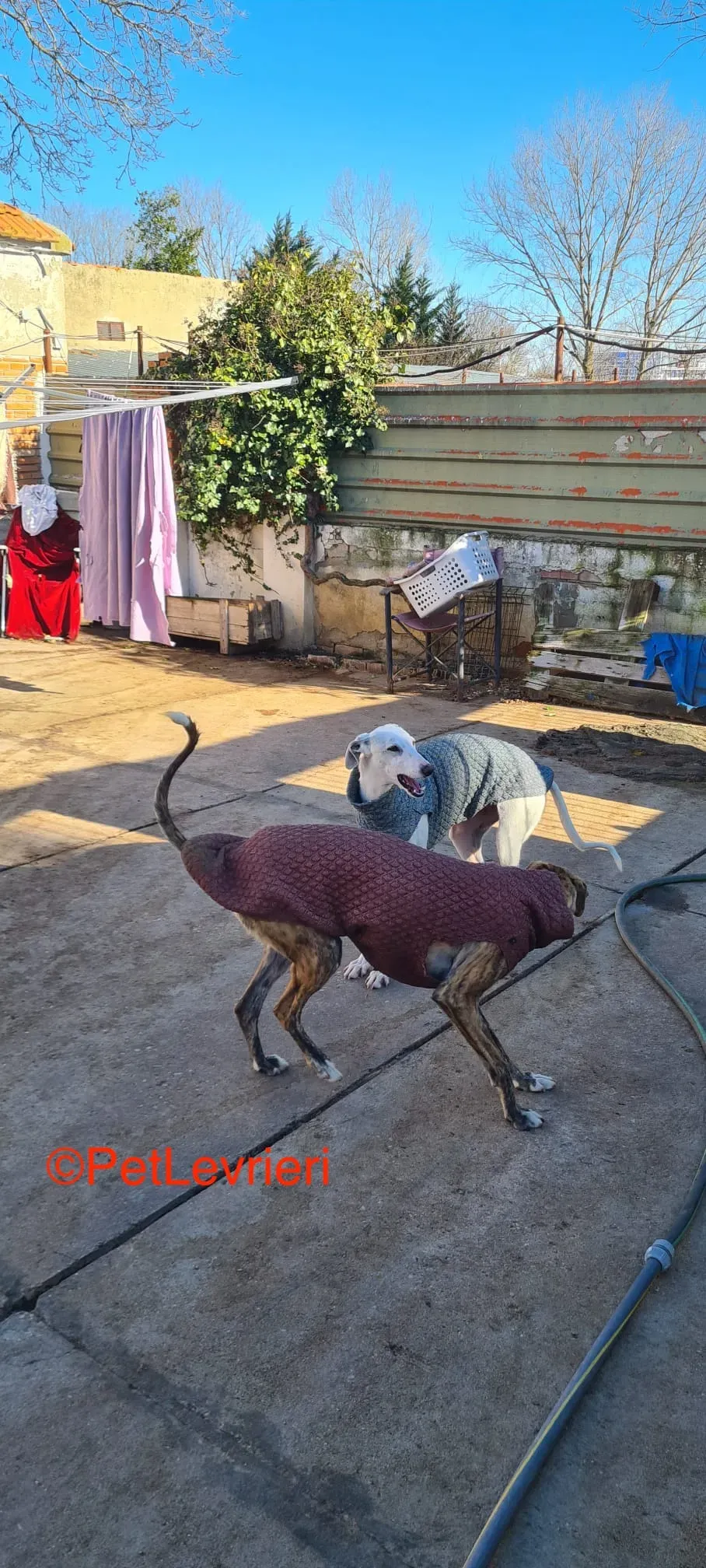 Luisa e Luca adozione galgo pet levrieri onlus 6