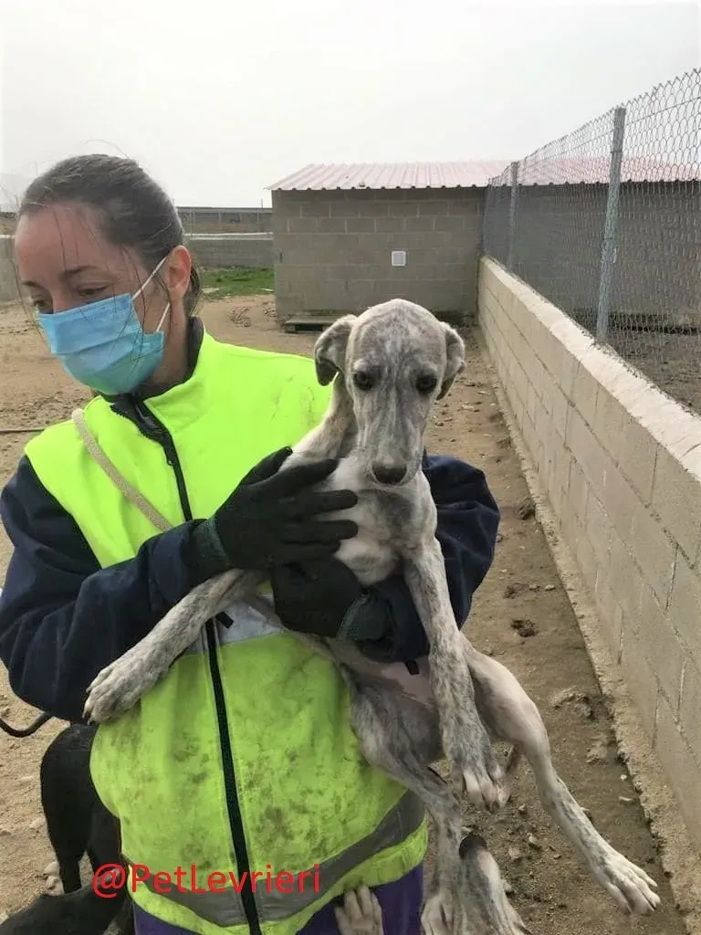 Luisena adozione levrieri galgo01