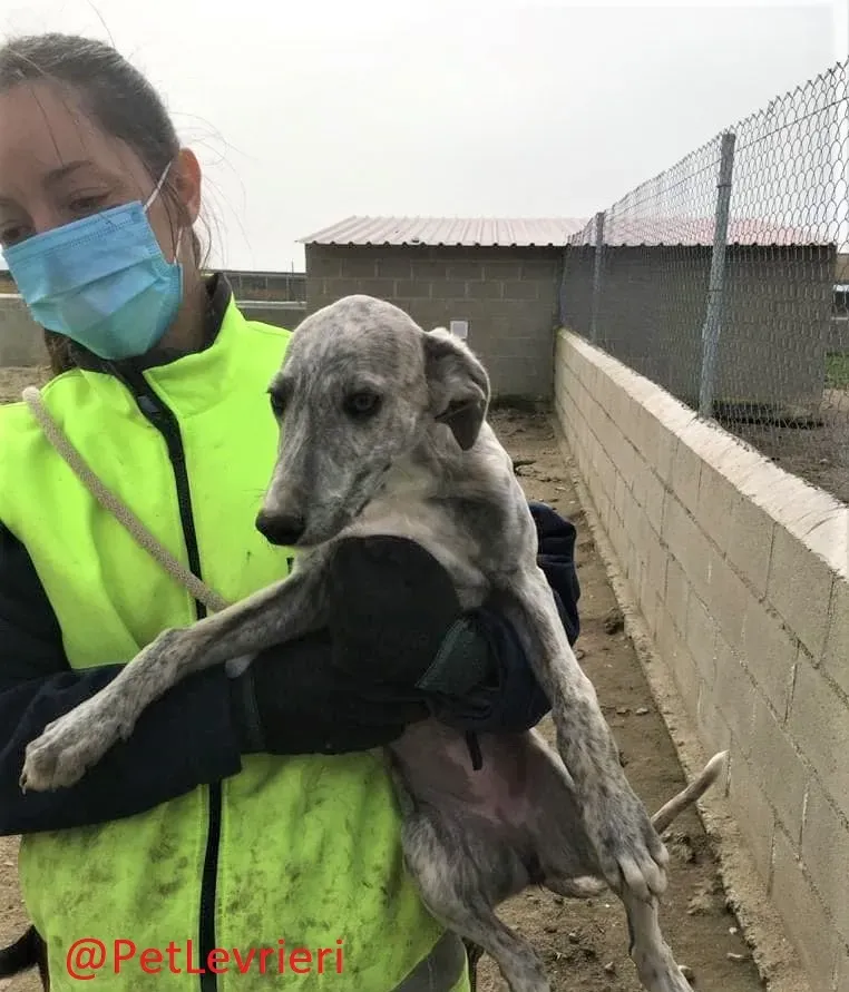 Luisena adozione levrieri galgo02