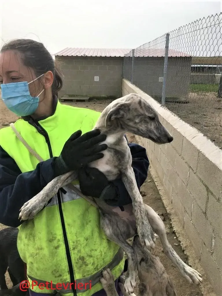 Luisena adozione levrieri galgo03