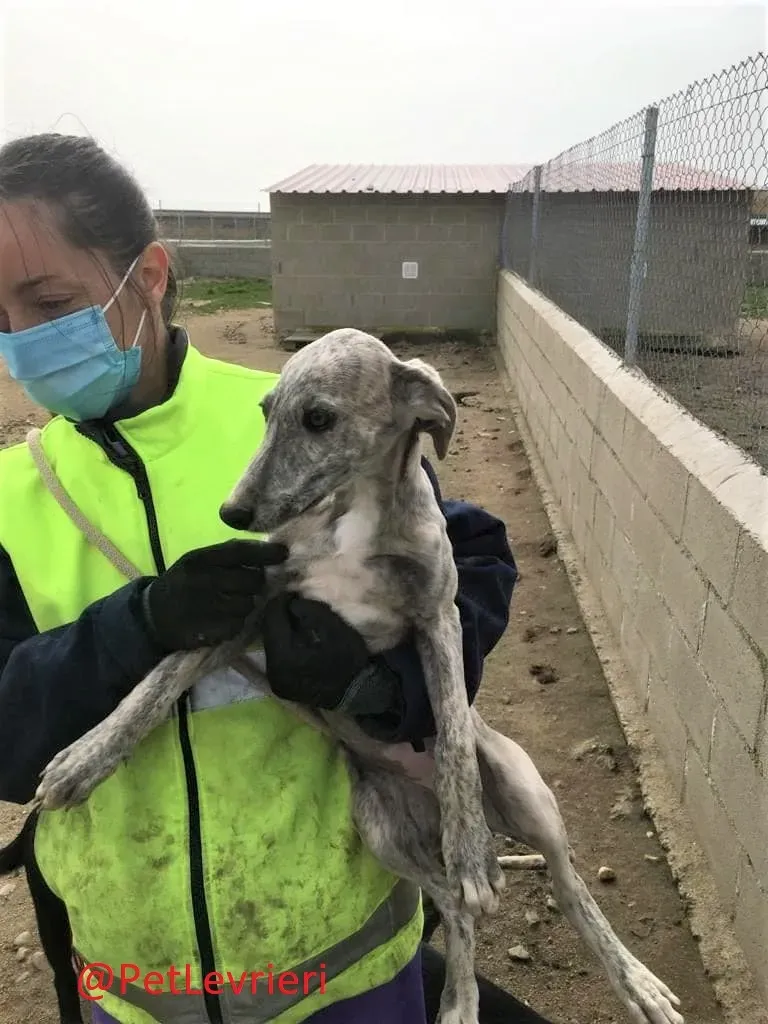 Luisena adozione levrieri galgo04