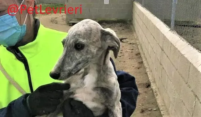 Luisena adozione levrieri galgo05