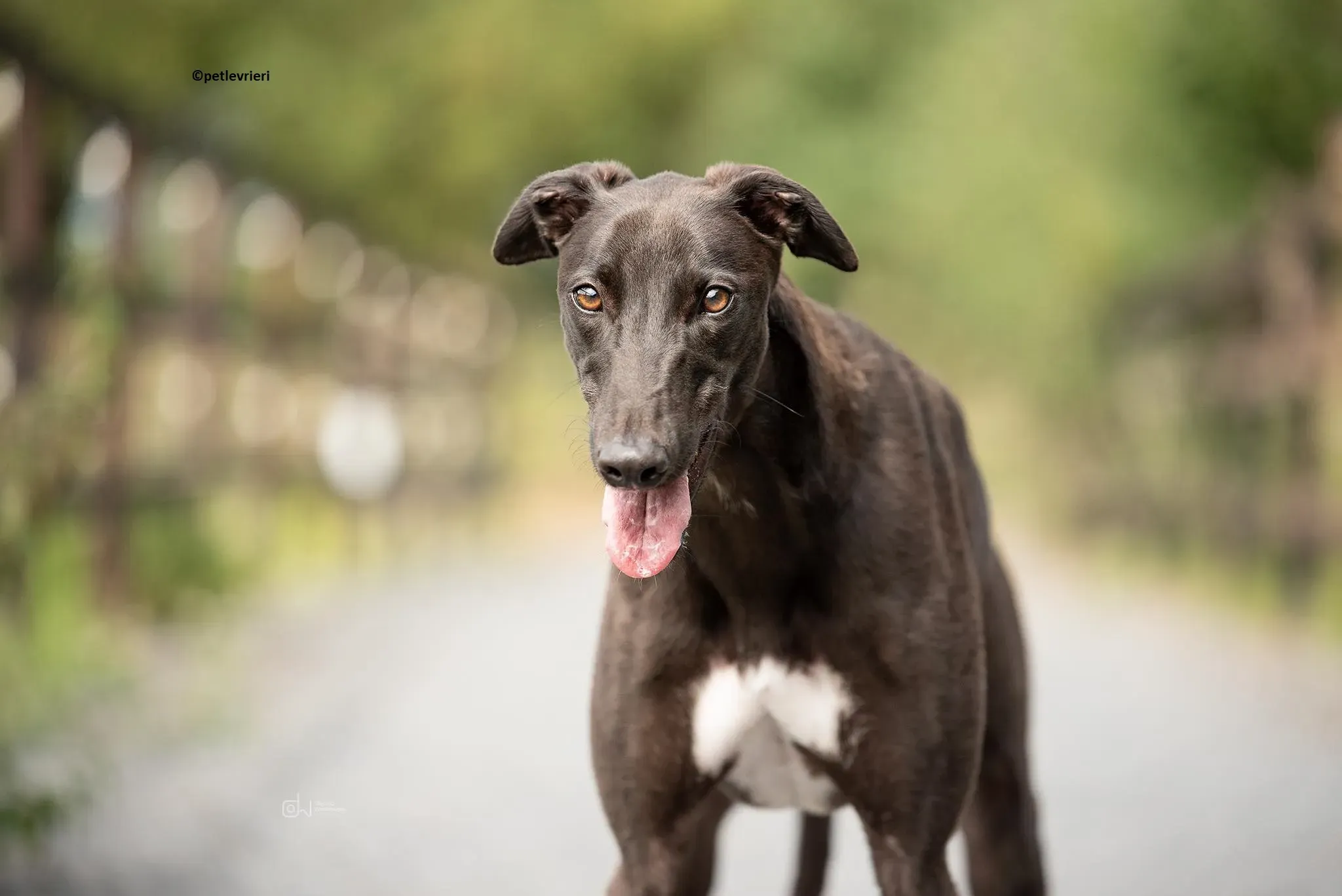 Luke adozione levriero greyhound 1
