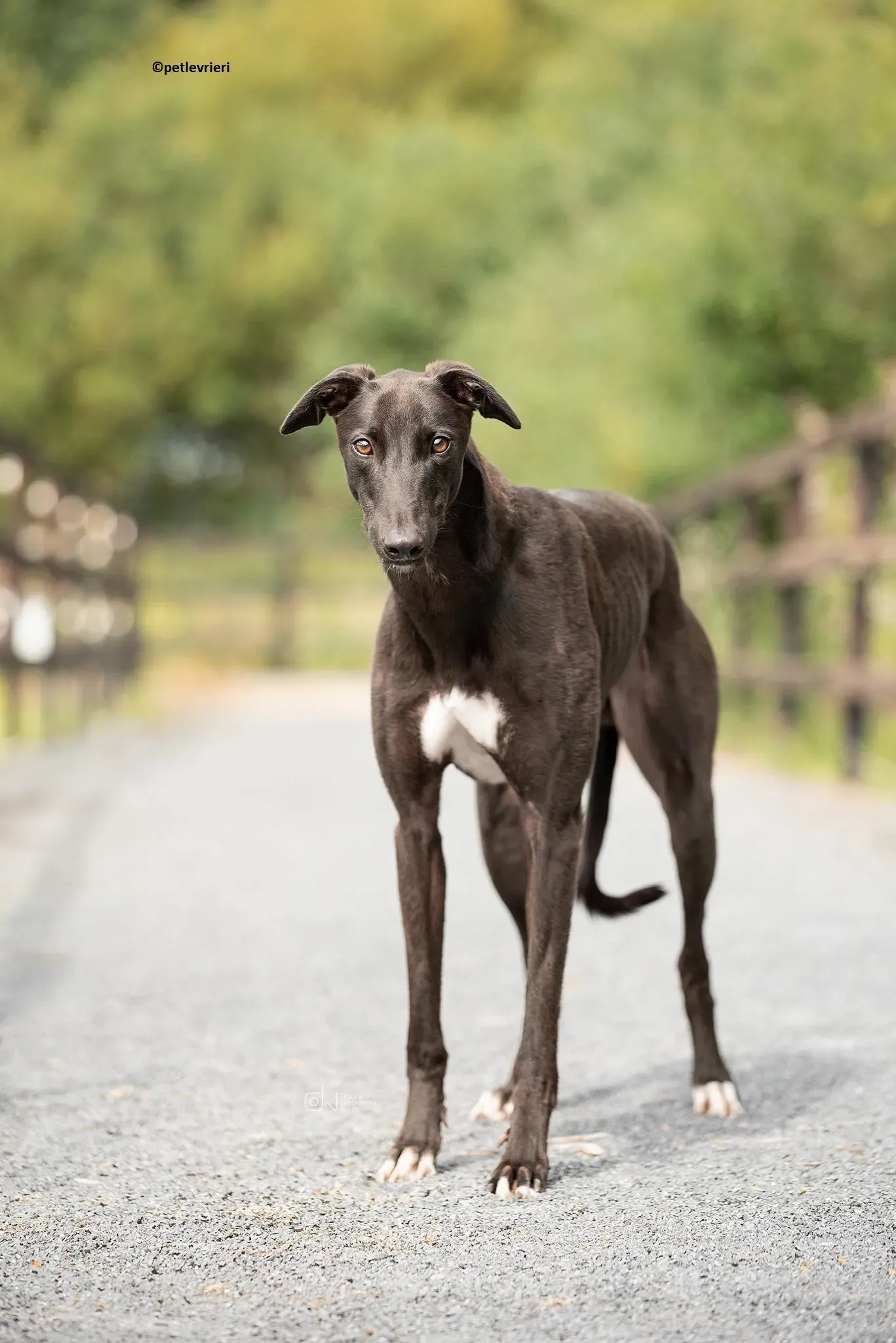 Luke adozione levriero greyhound 2