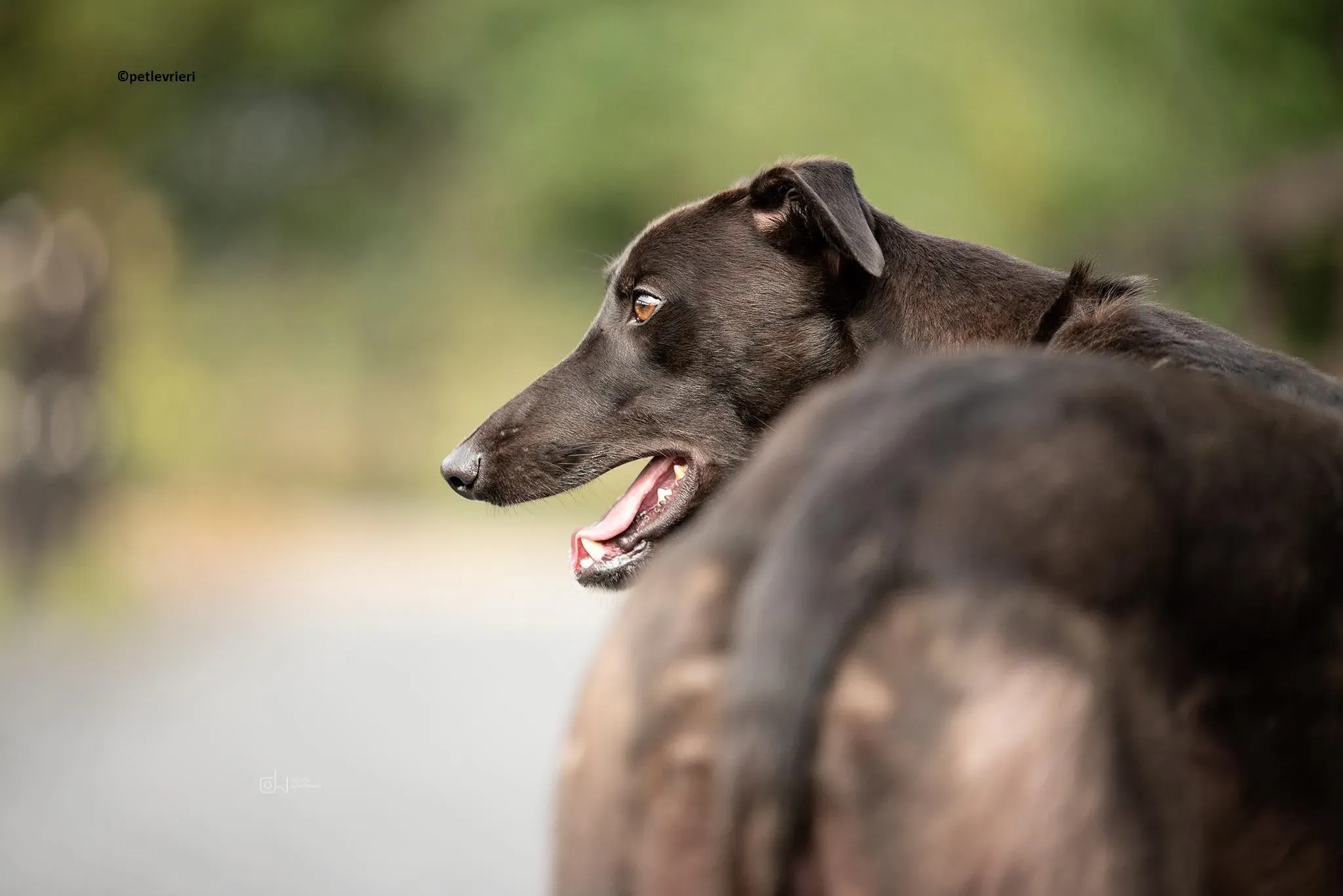 Luke adozione levriero greyhound 3