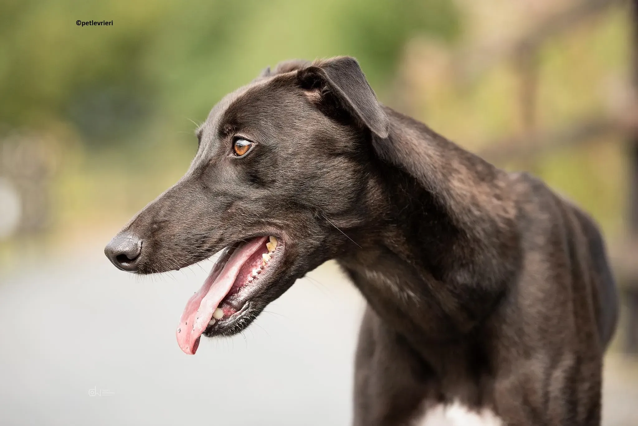 Luke adozione levriero greyhound 4