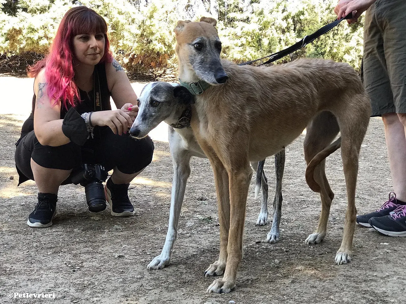 Luna adozione levrieri galgo 01