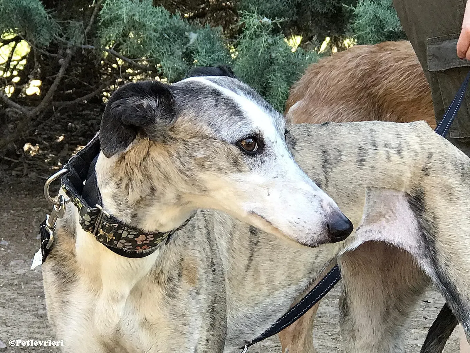 Luna adozione levrieri galgo 02