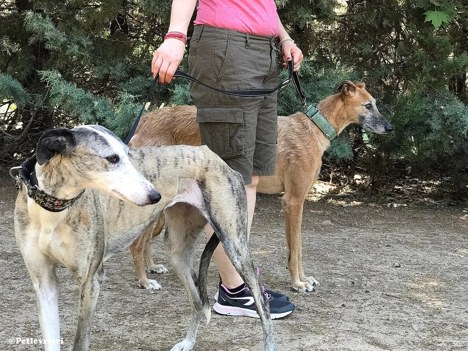 Luna adozione levrieri galgo 03