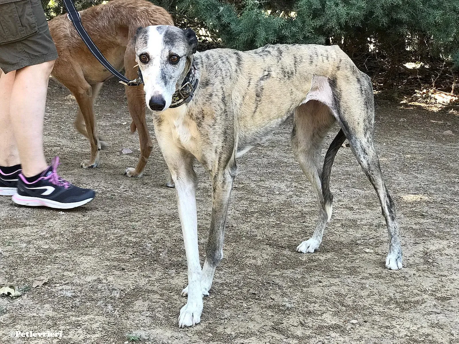 Luna adozione levrieri galgo 04