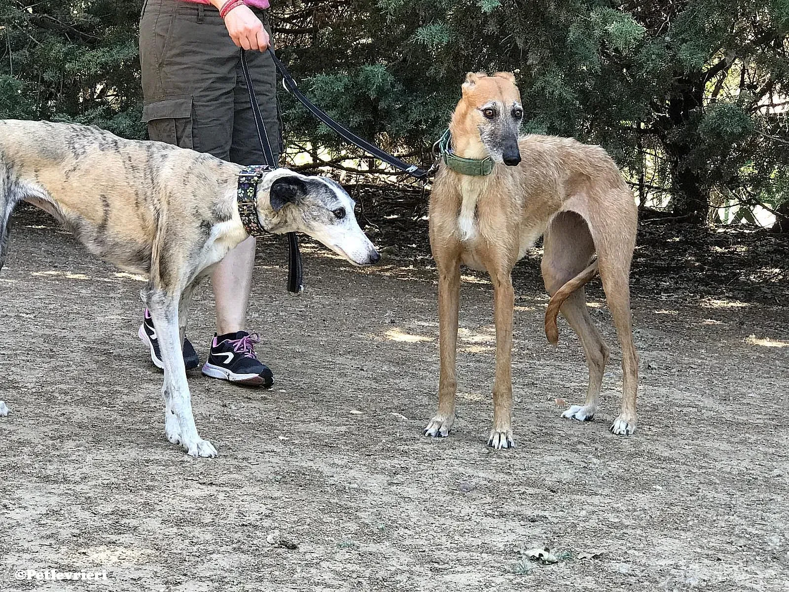 Luna adozione levrieri galgo 05