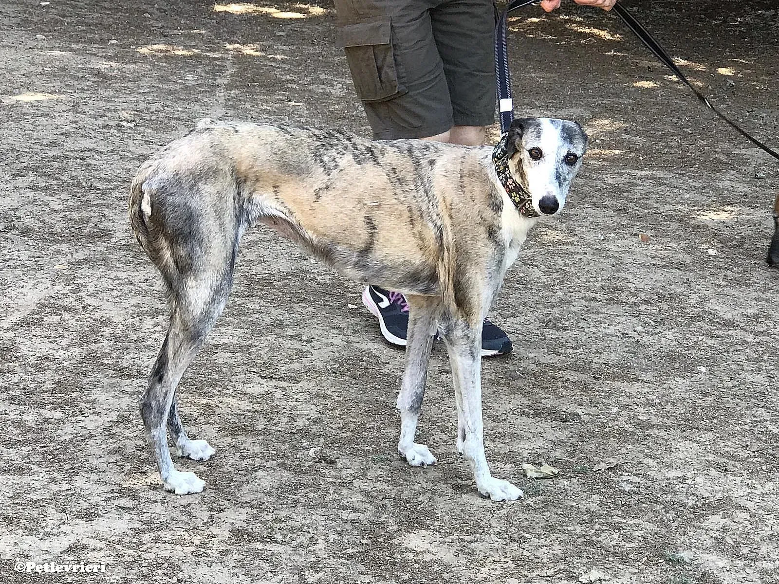 Luna adozione levrieri galgo 06