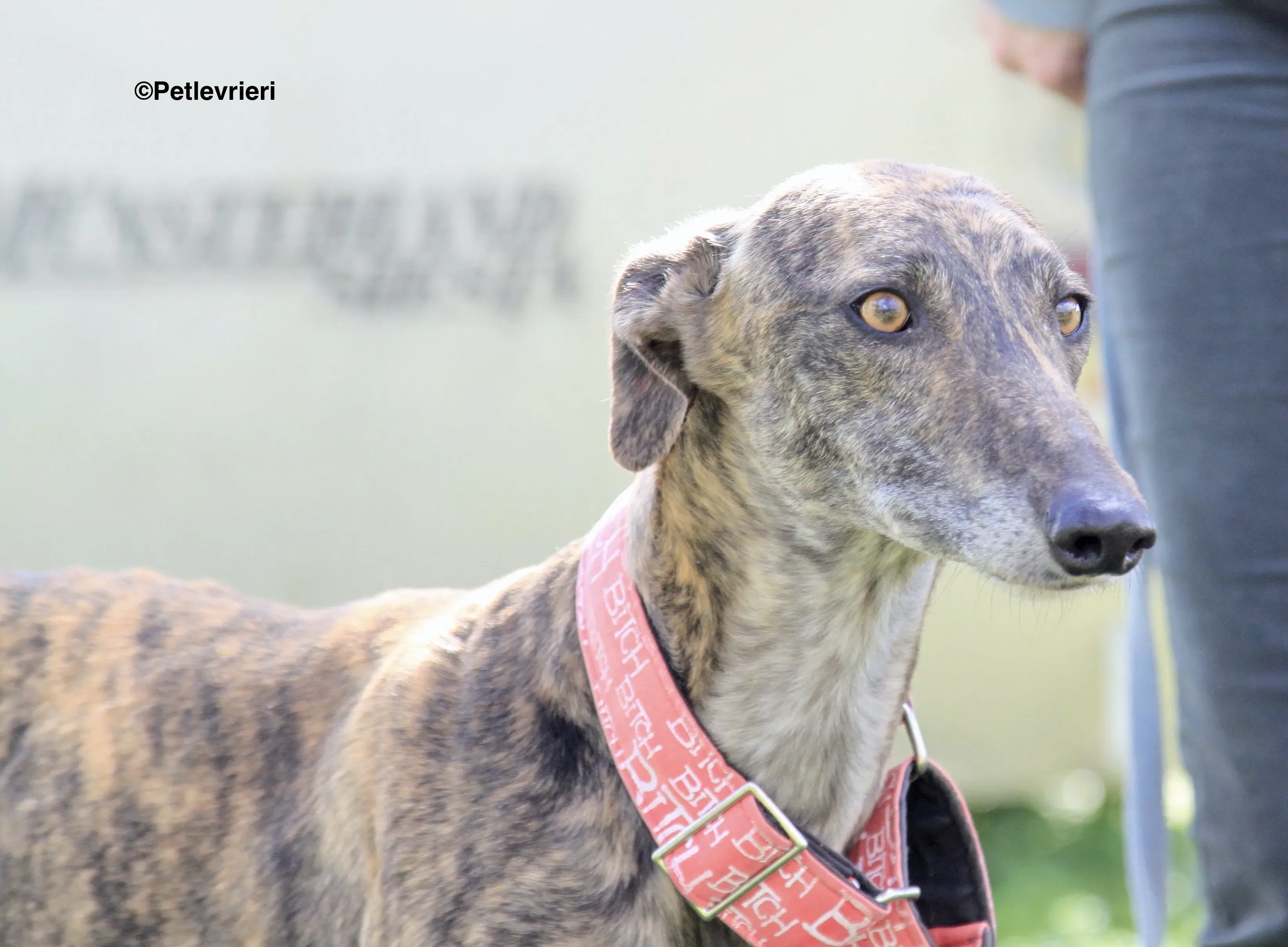 Luna adozione levrieri galgo 1 2