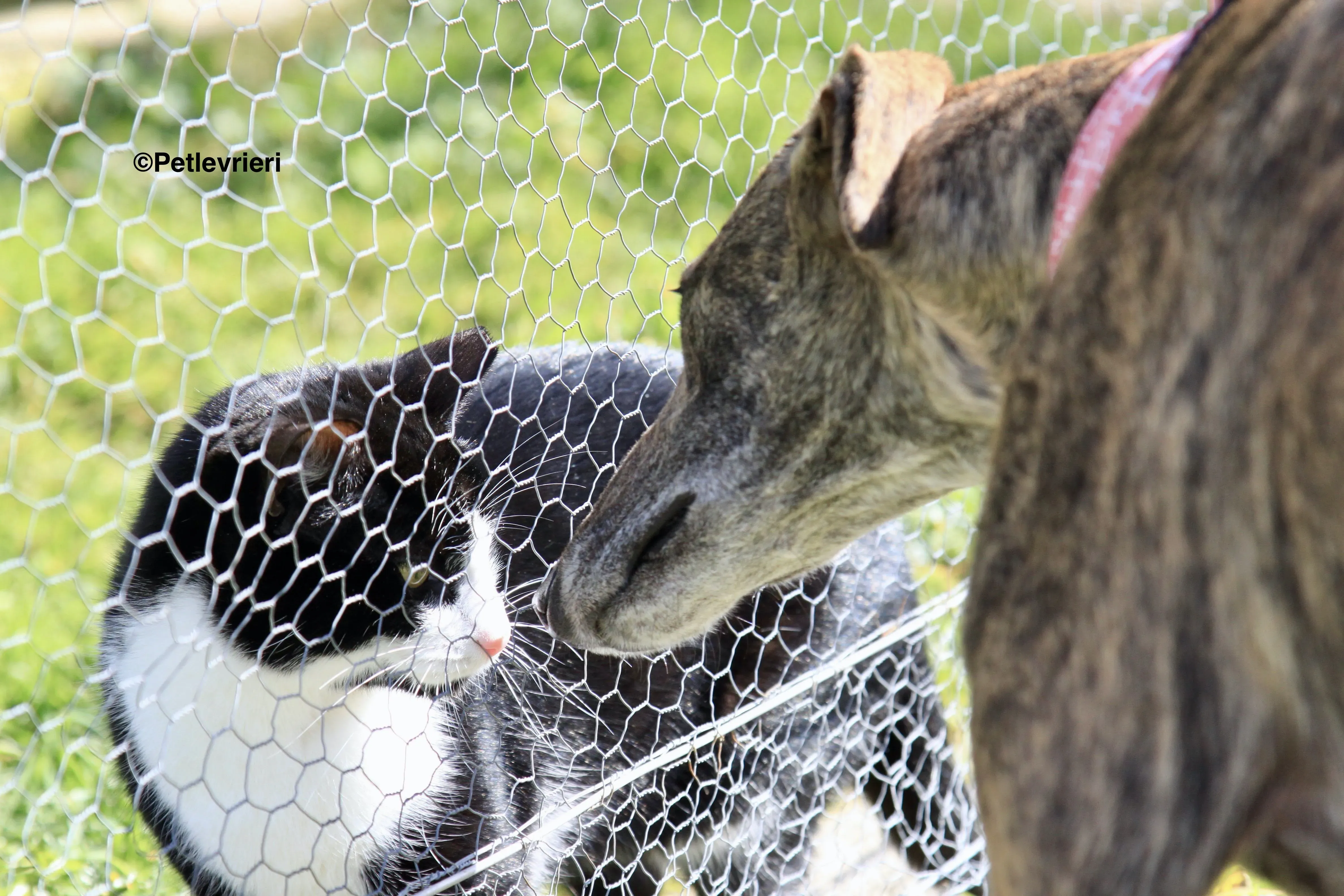 Luna adozione levrieri galgo 10 2