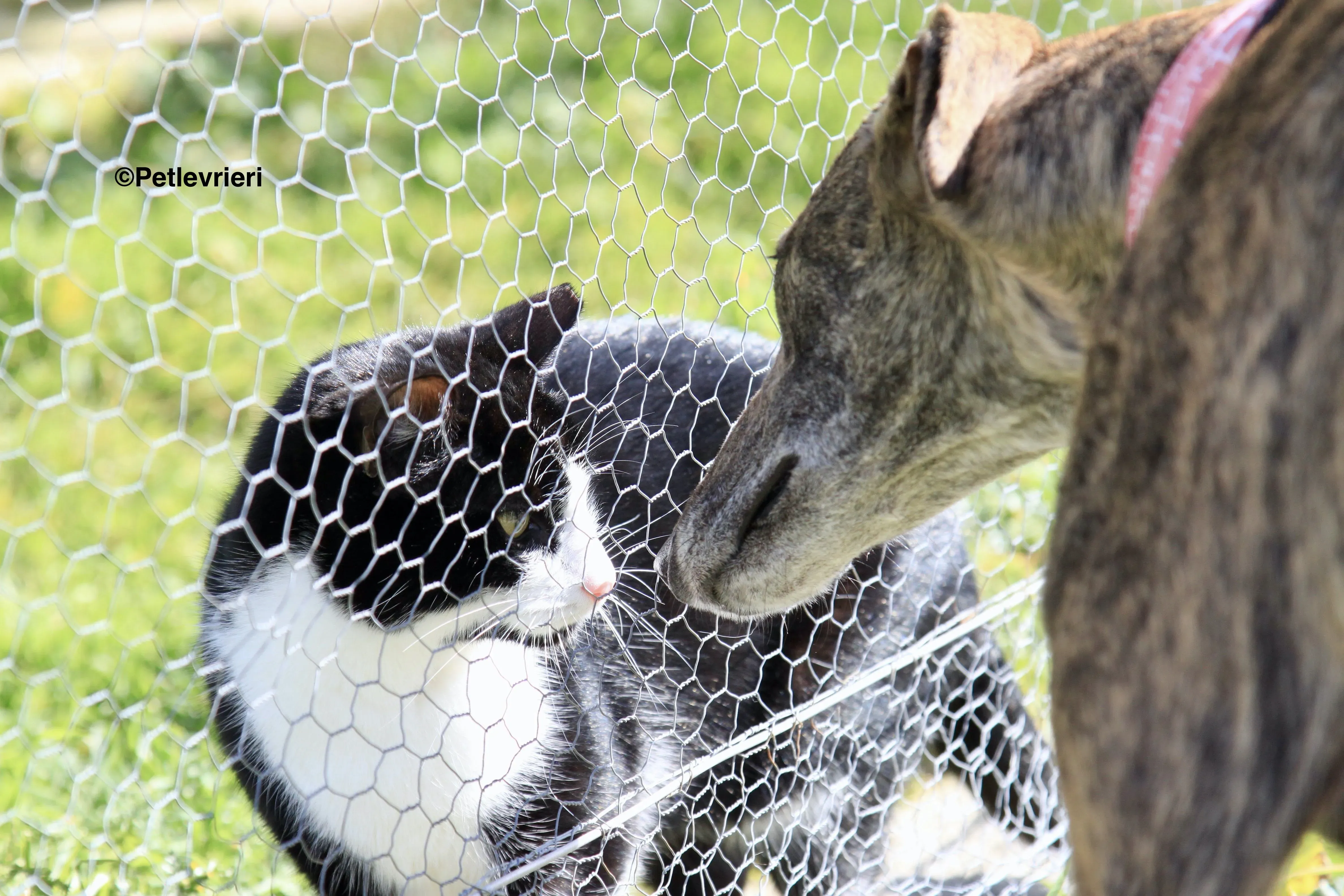 Luna adozione levrieri galgo 11 2
