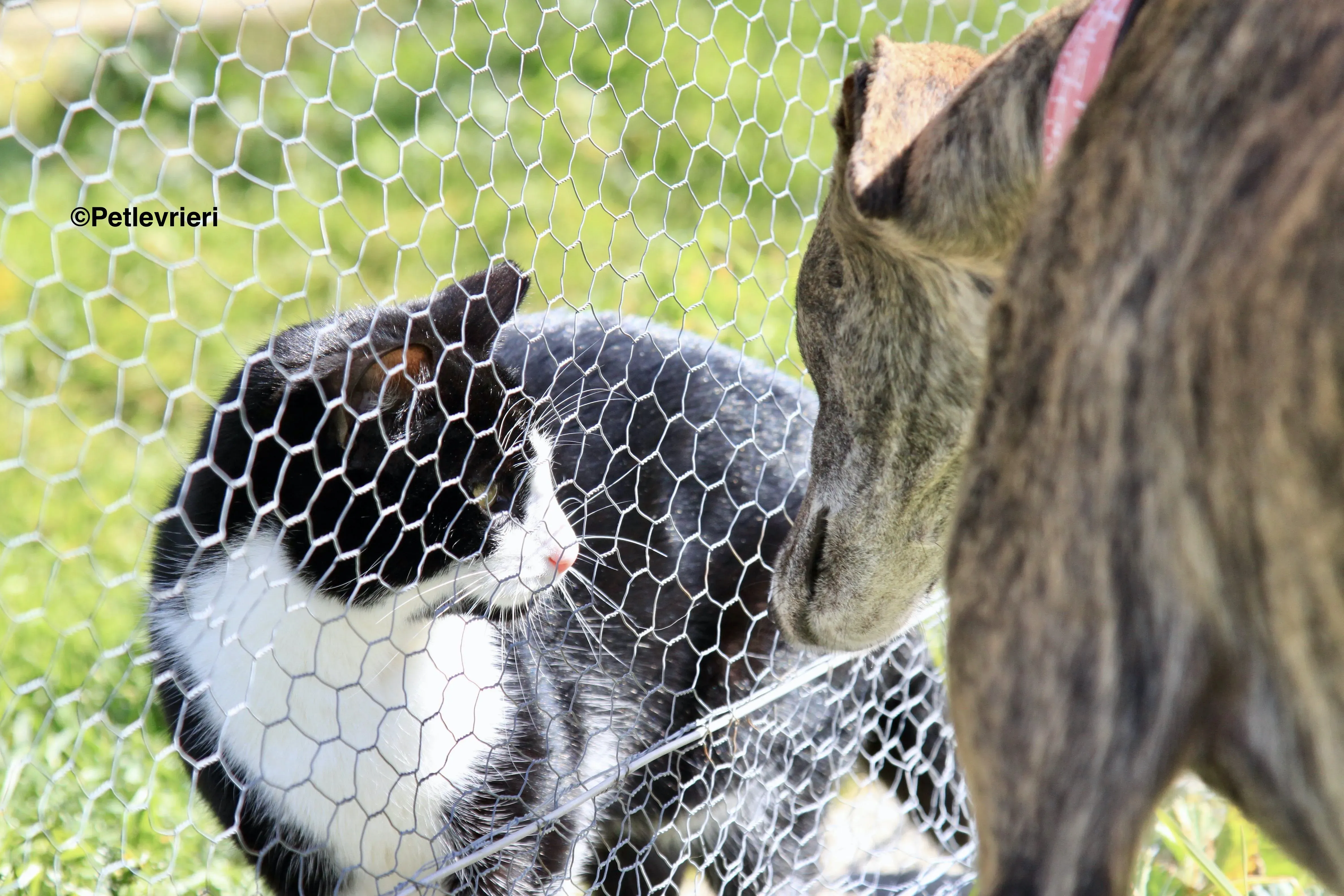 Luna adozione levrieri galgo 12 2