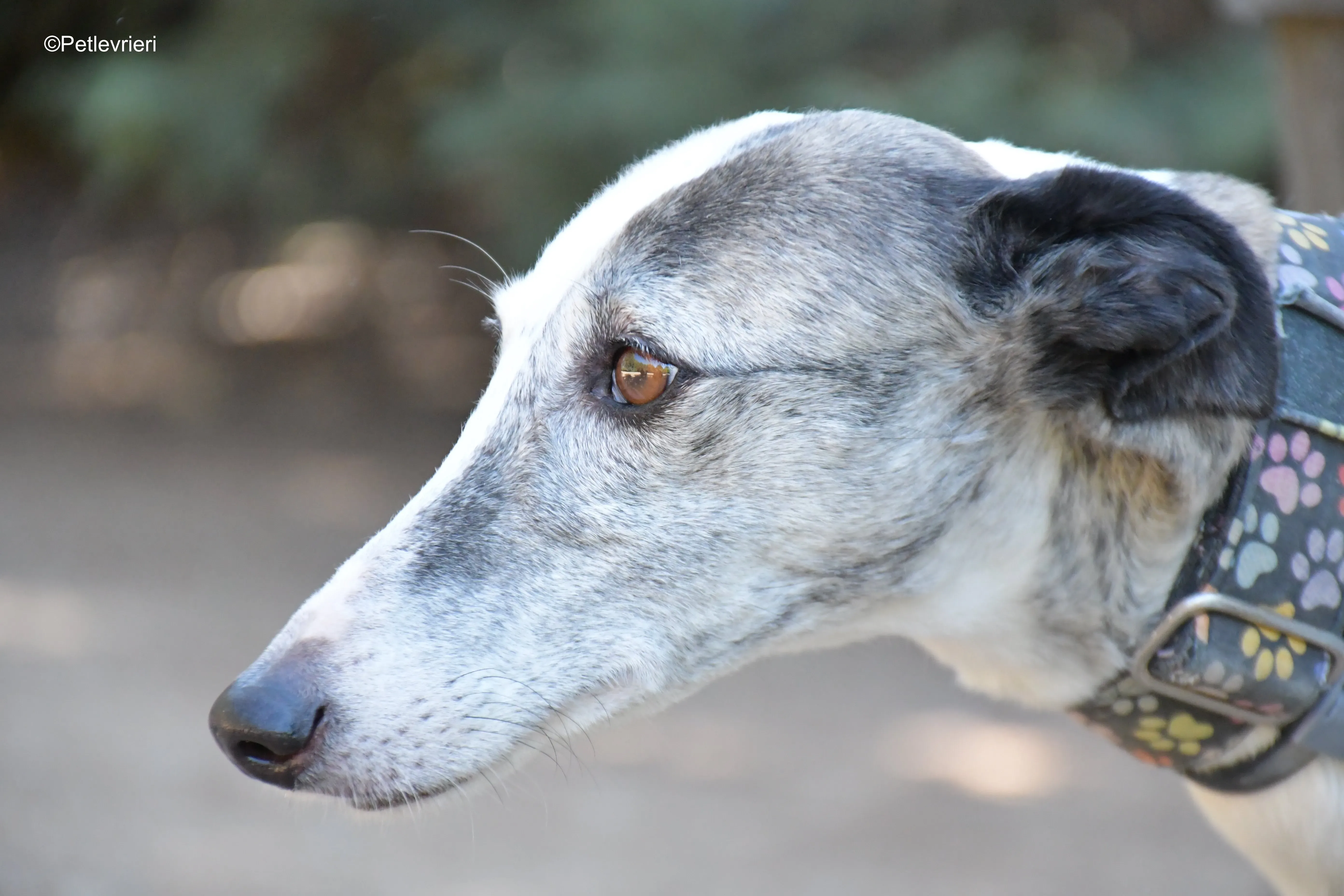 Luna adozione levrieri galgo 11
