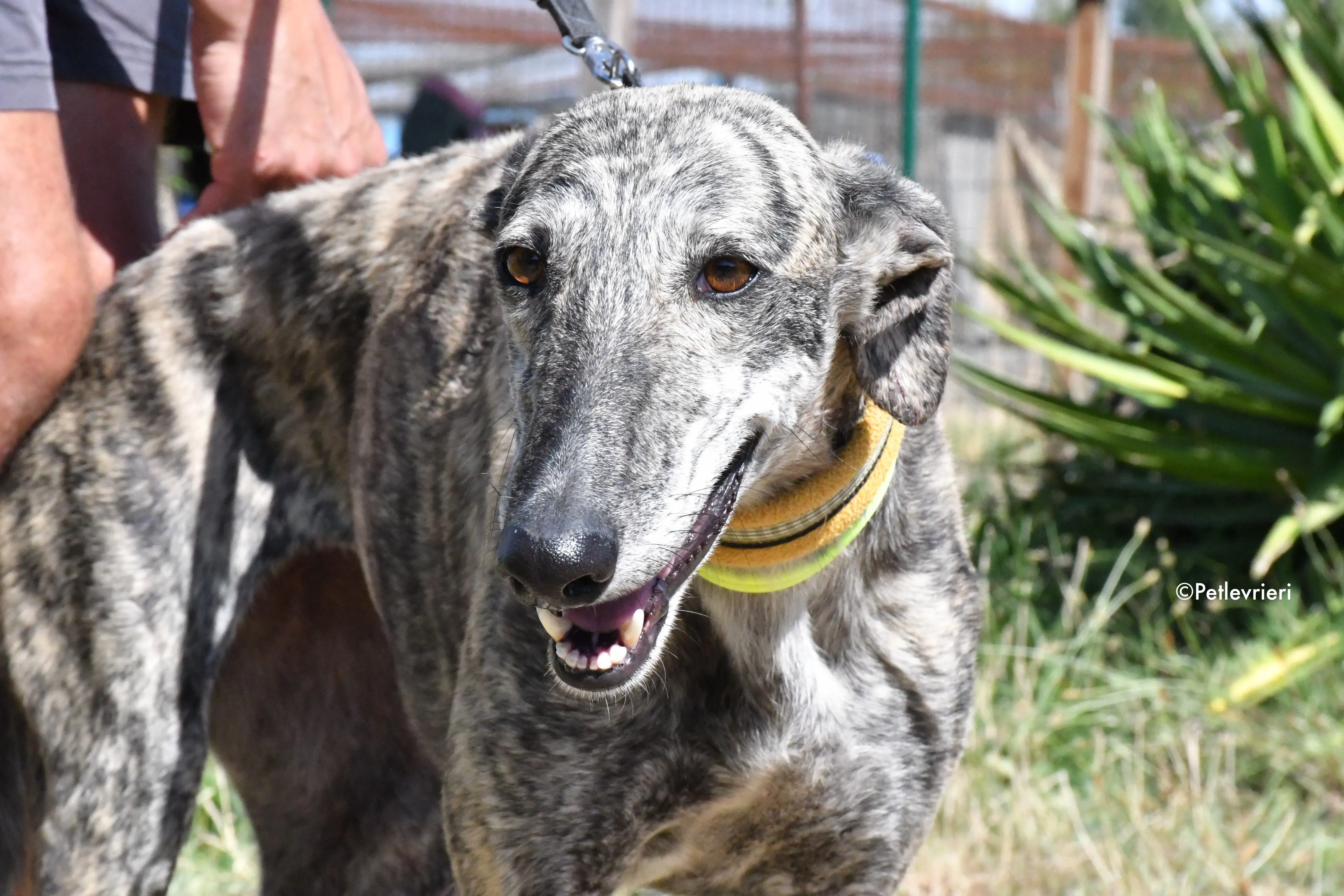 Luna adozione levrieri galgo 14