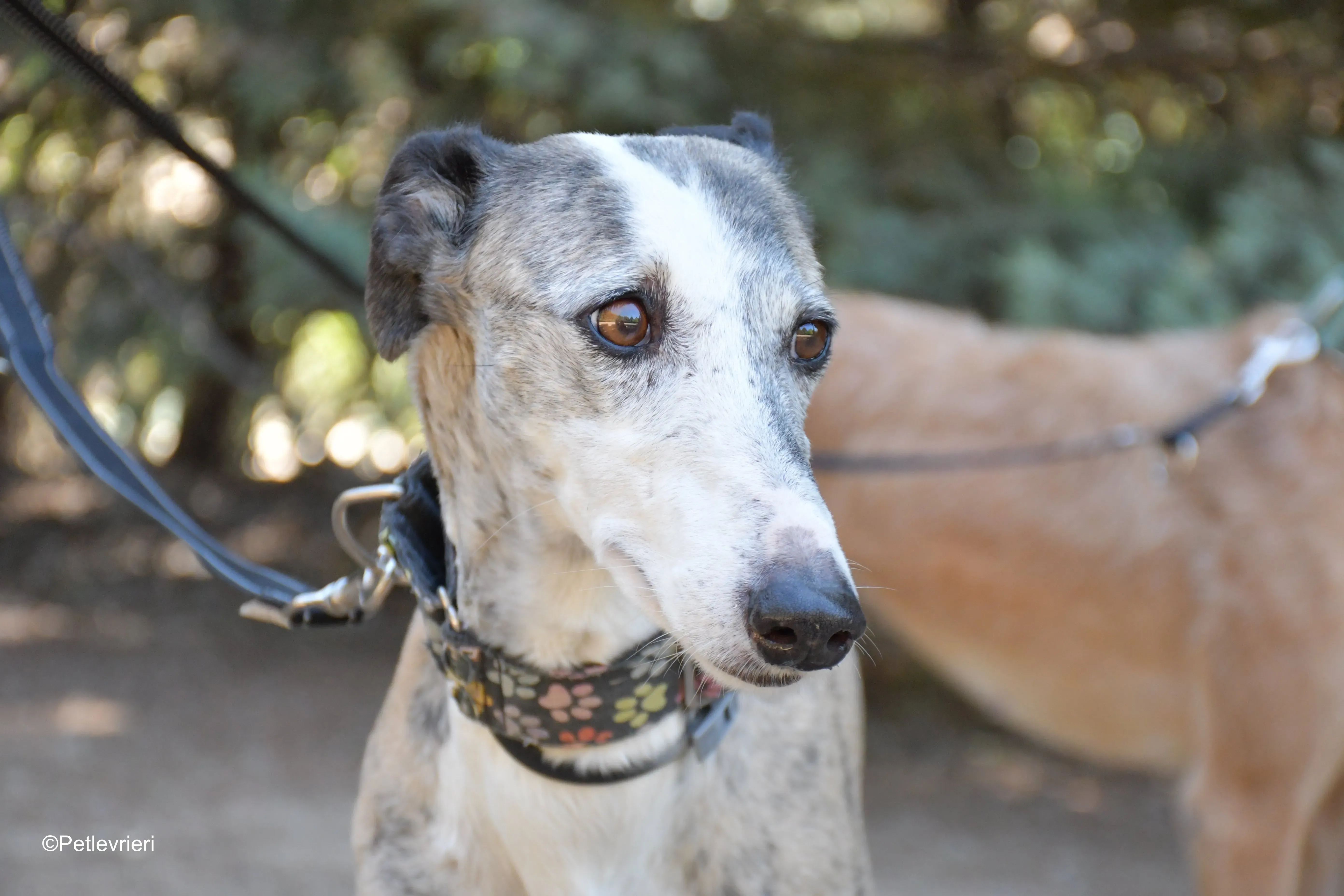 Luna adozione levrieri galgo 5