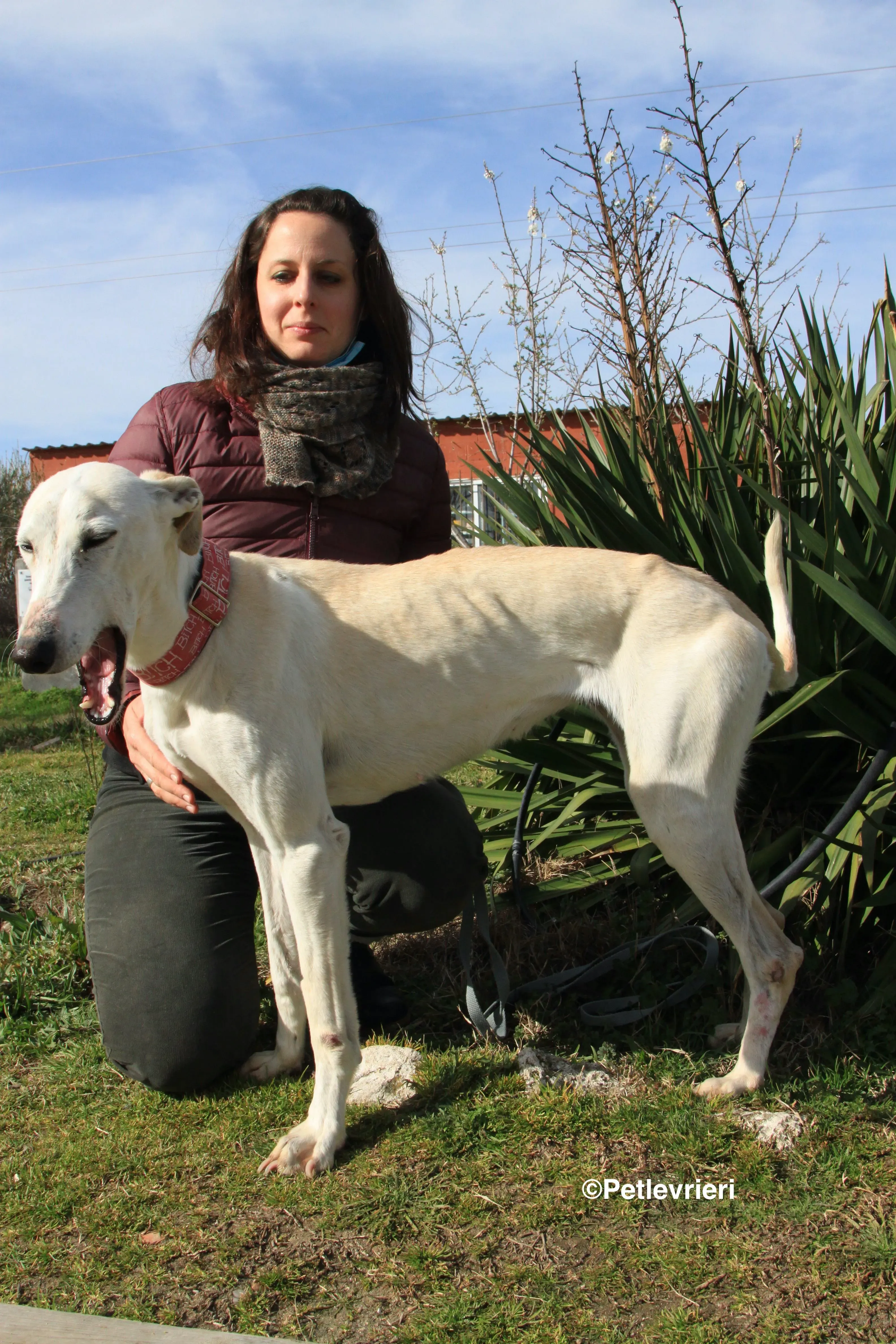 Luna adozione levrieri galgo 17