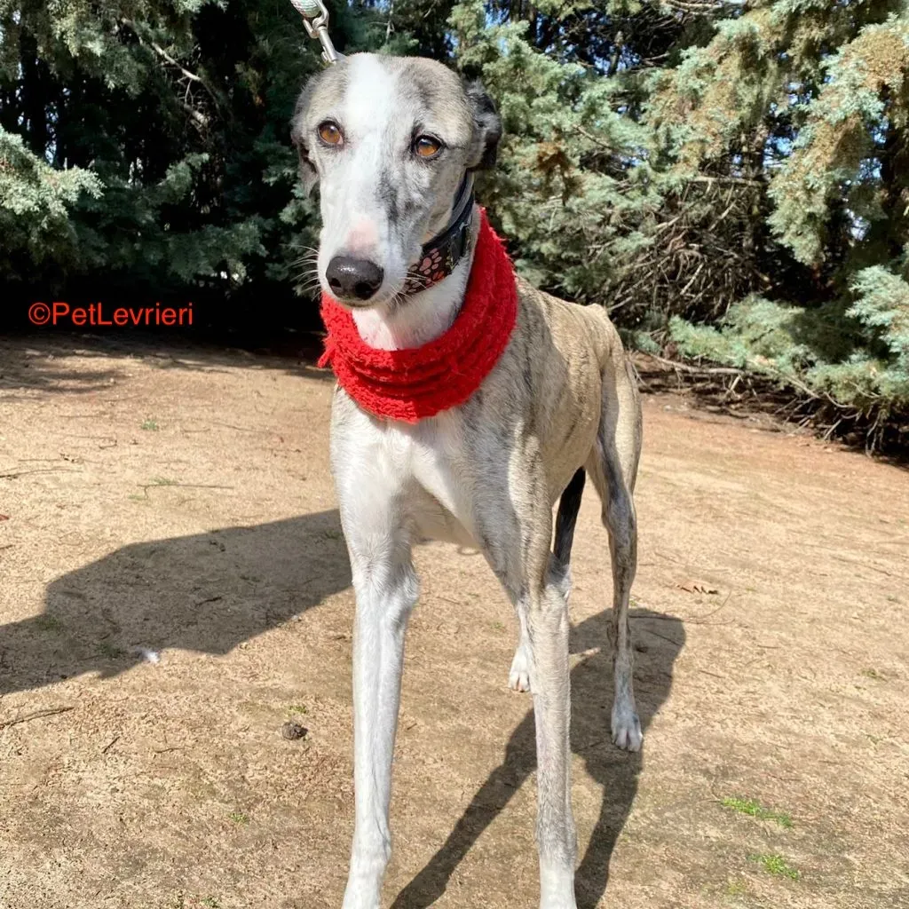 Luna adozione levrieri galgo 1