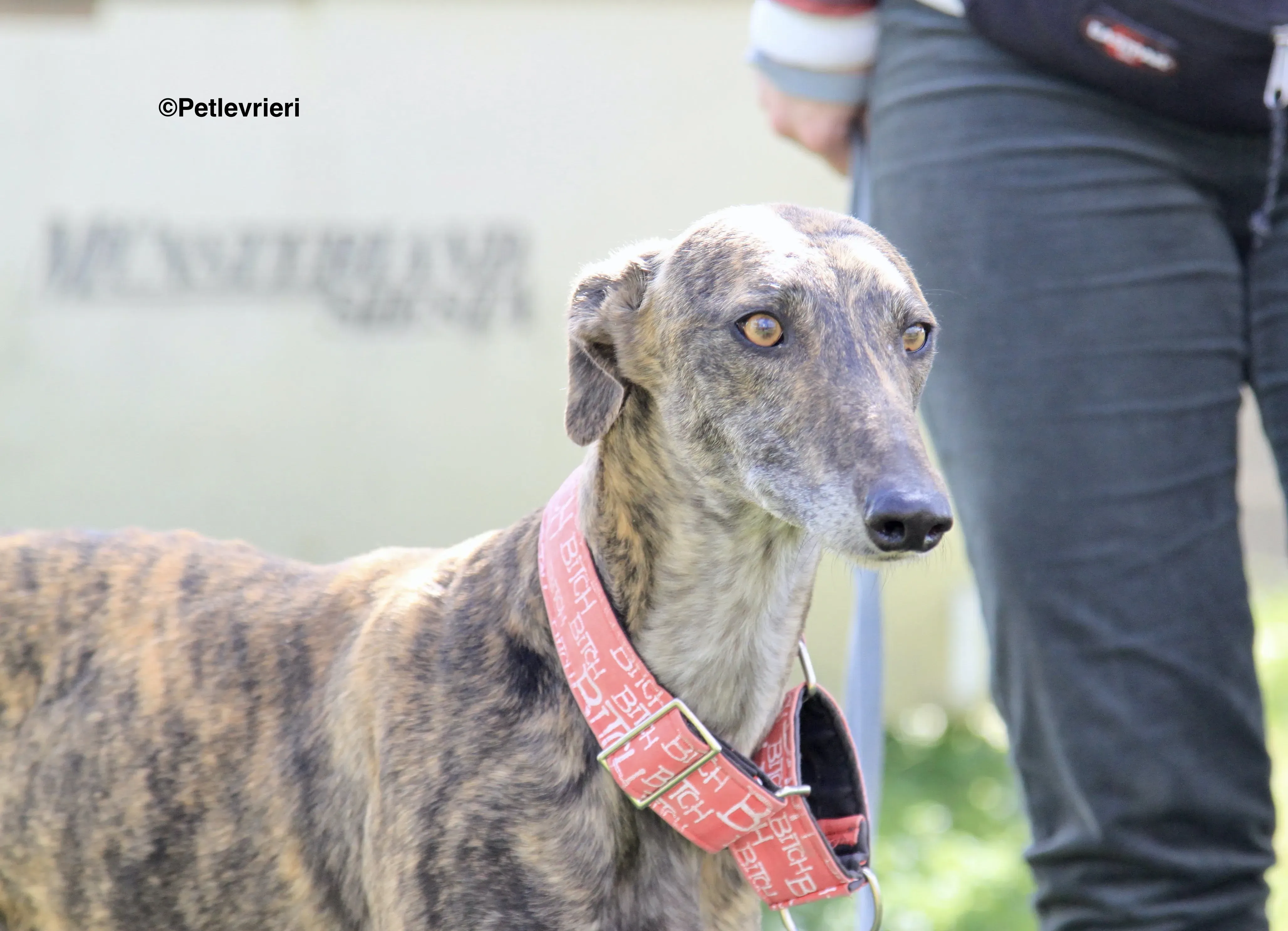 Luna adozione levrieri galgo 2 2