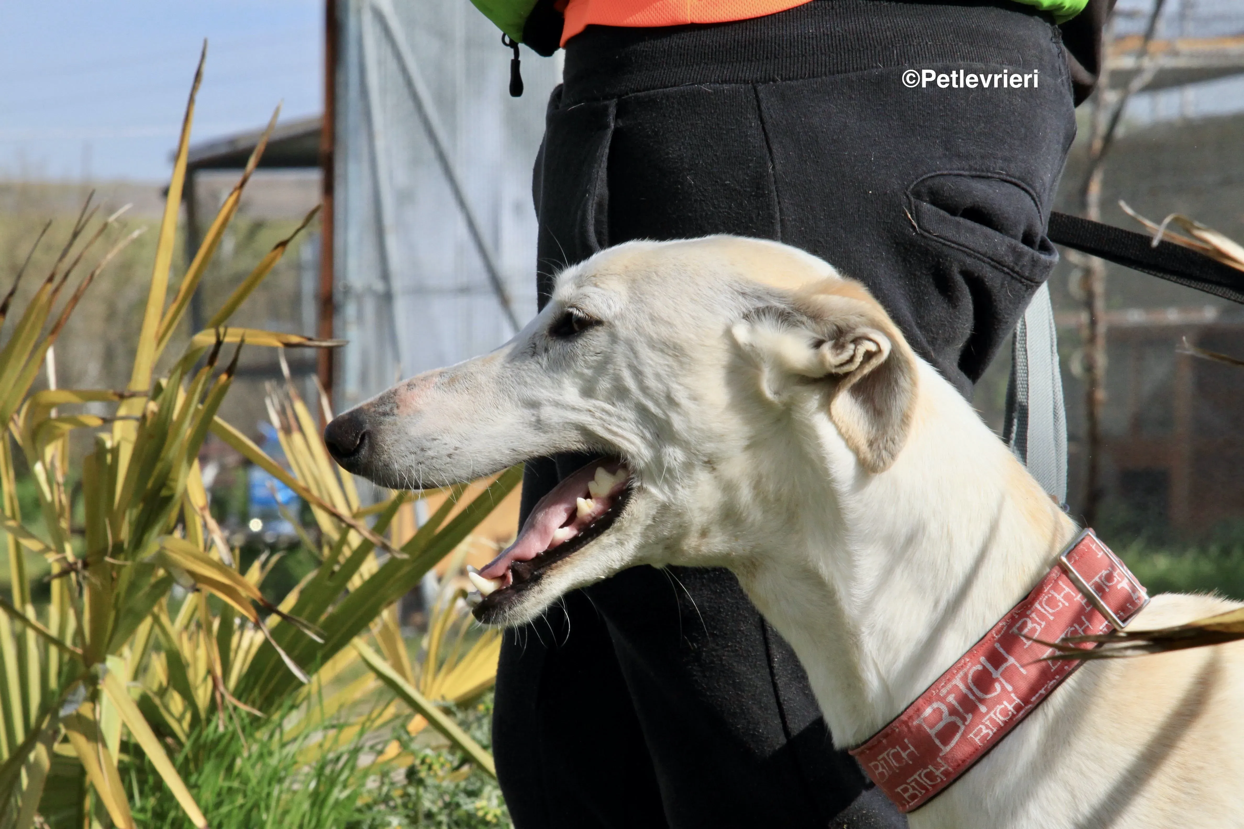 Luna adozione levrieri galgo 22