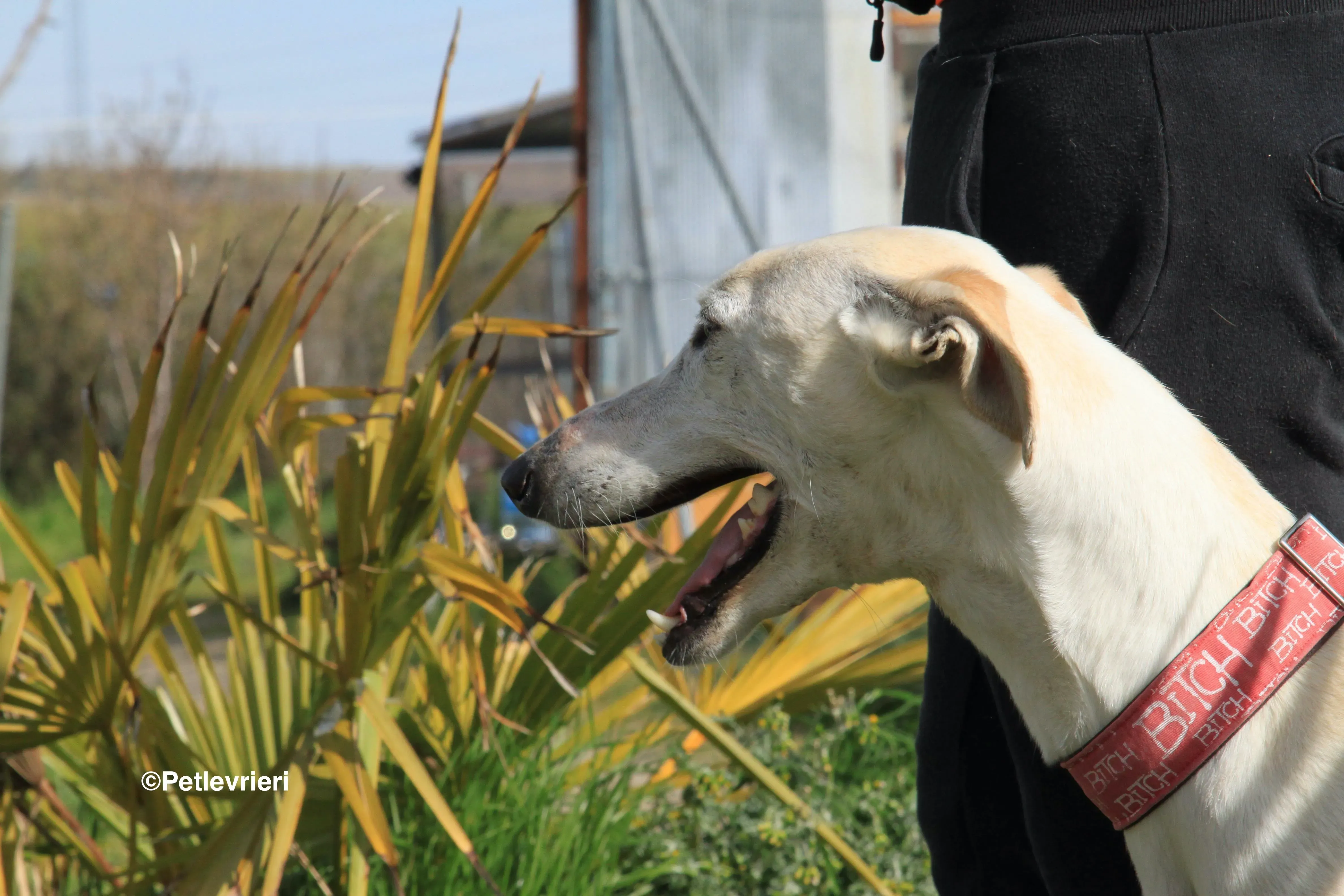 Luna adozione levrieri galgo 23