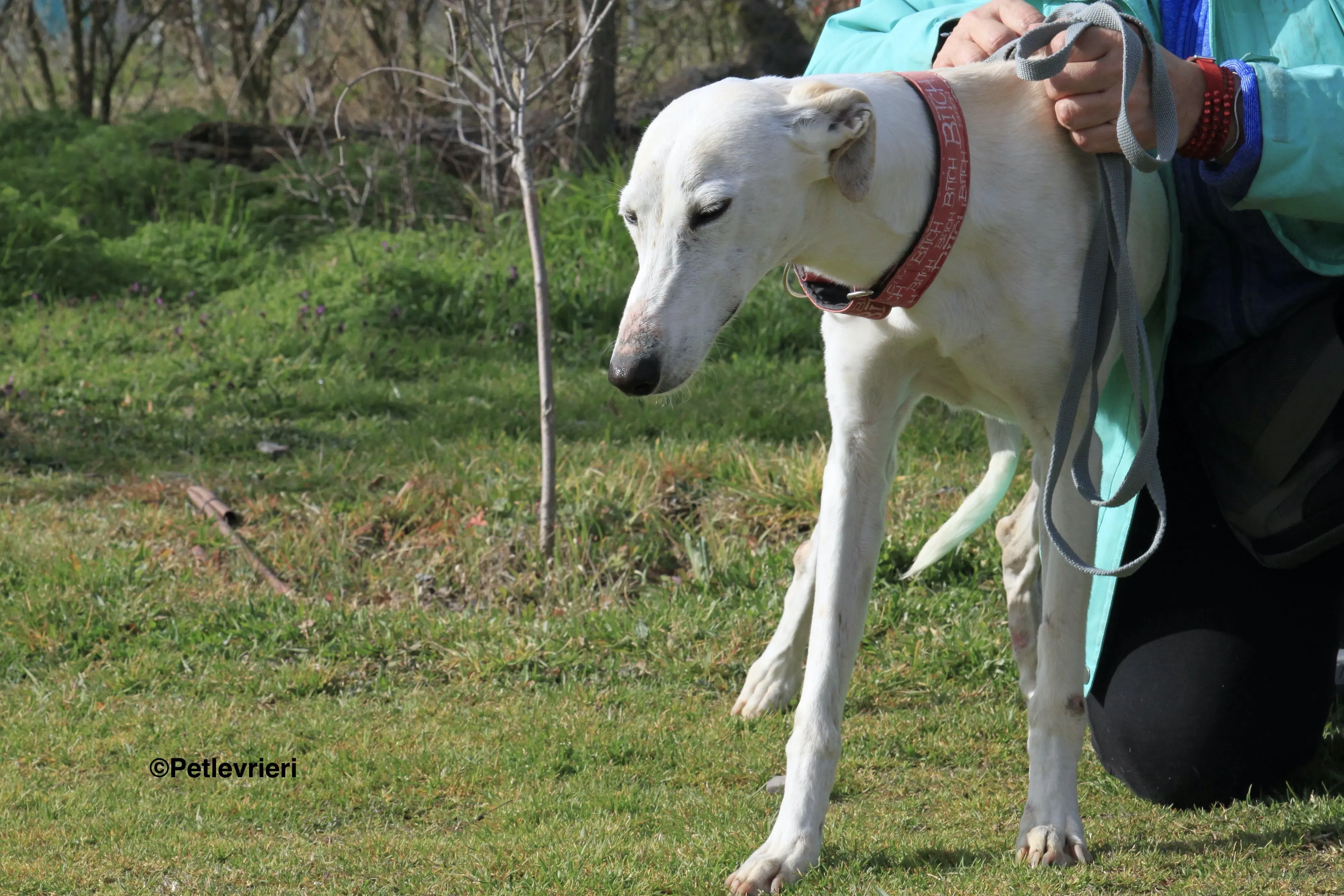 Luna adozione levrieri galgo 27