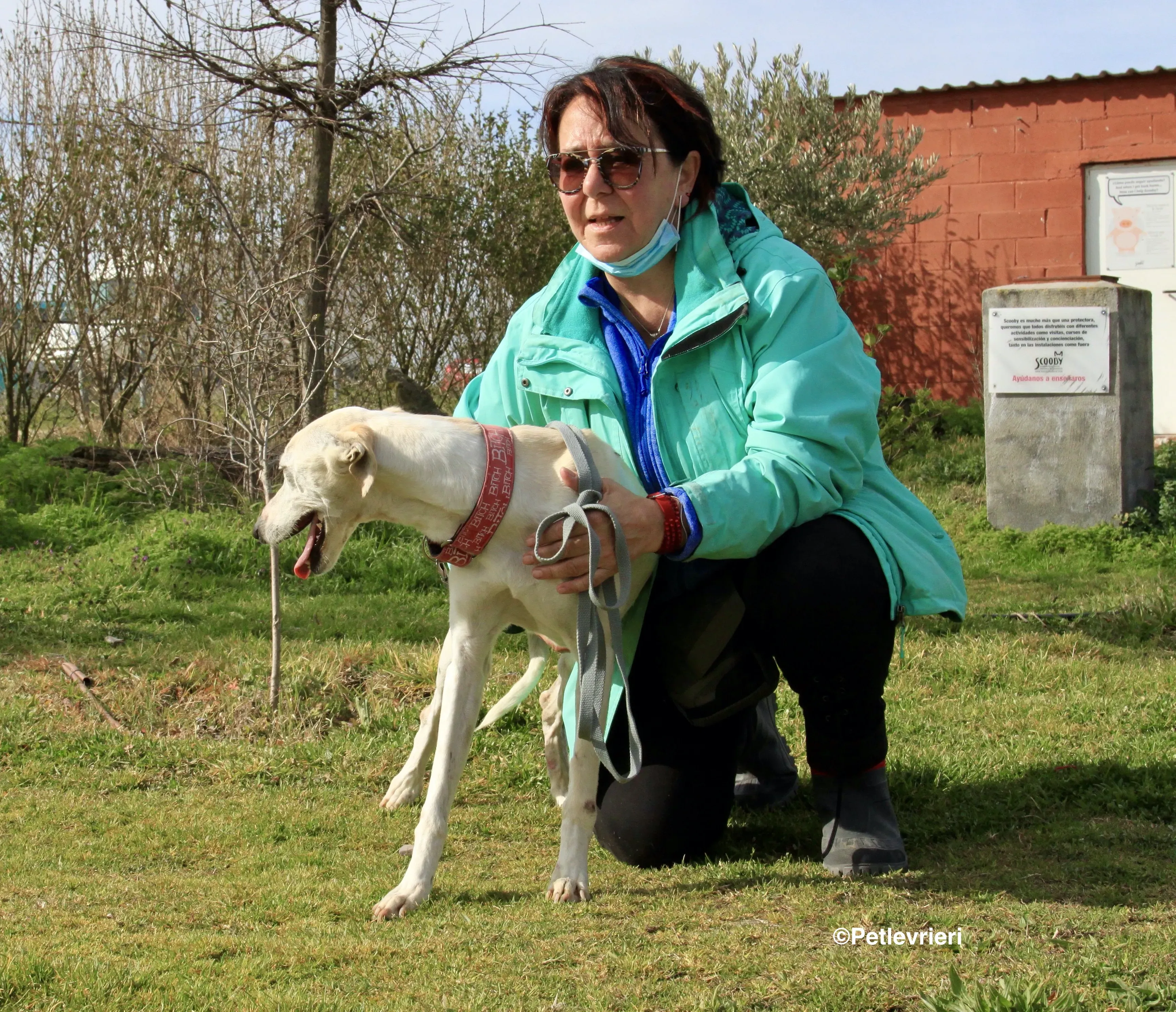 Luna adozione levrieri galgo 28
