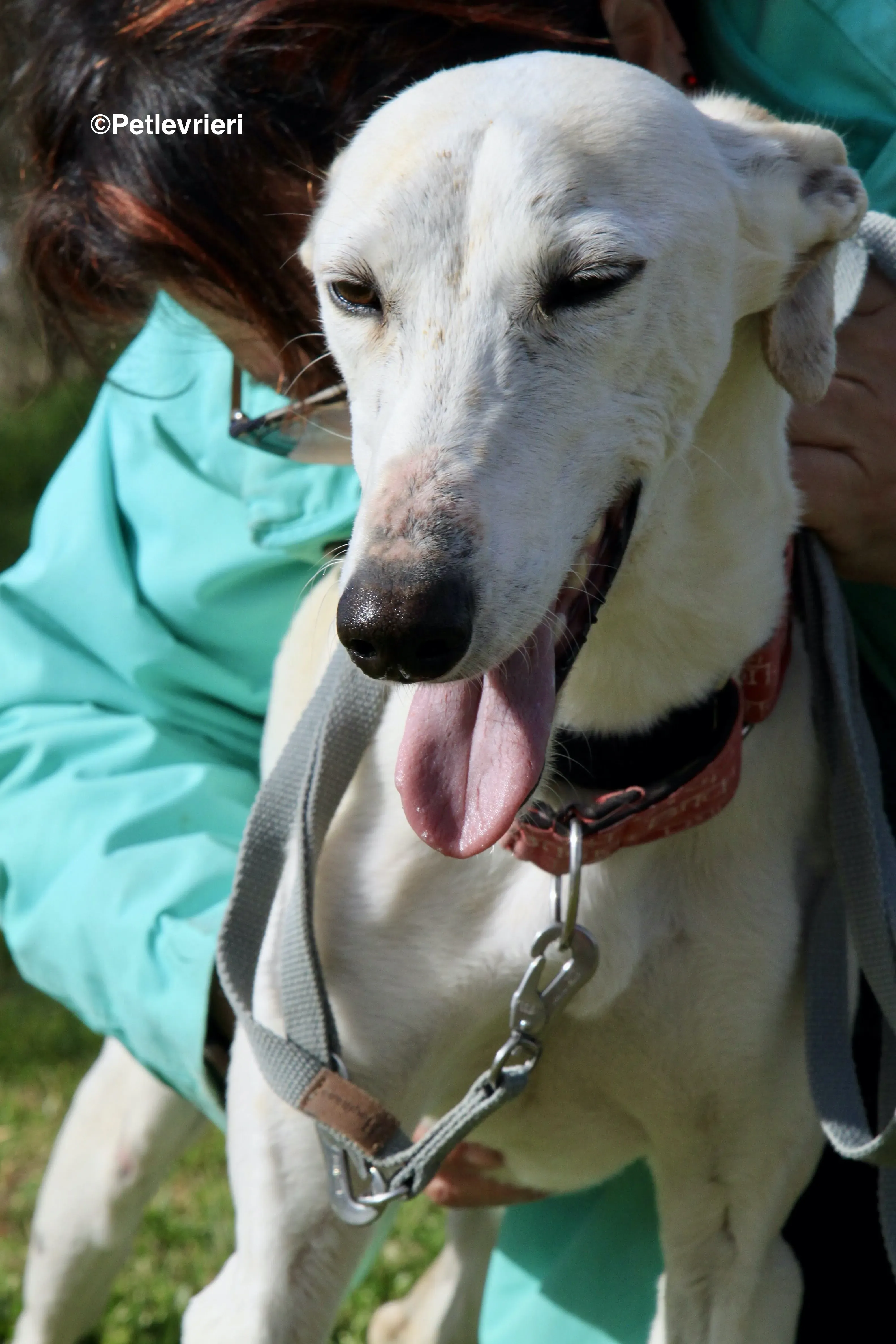 Luna adozione levrieri galgo 29