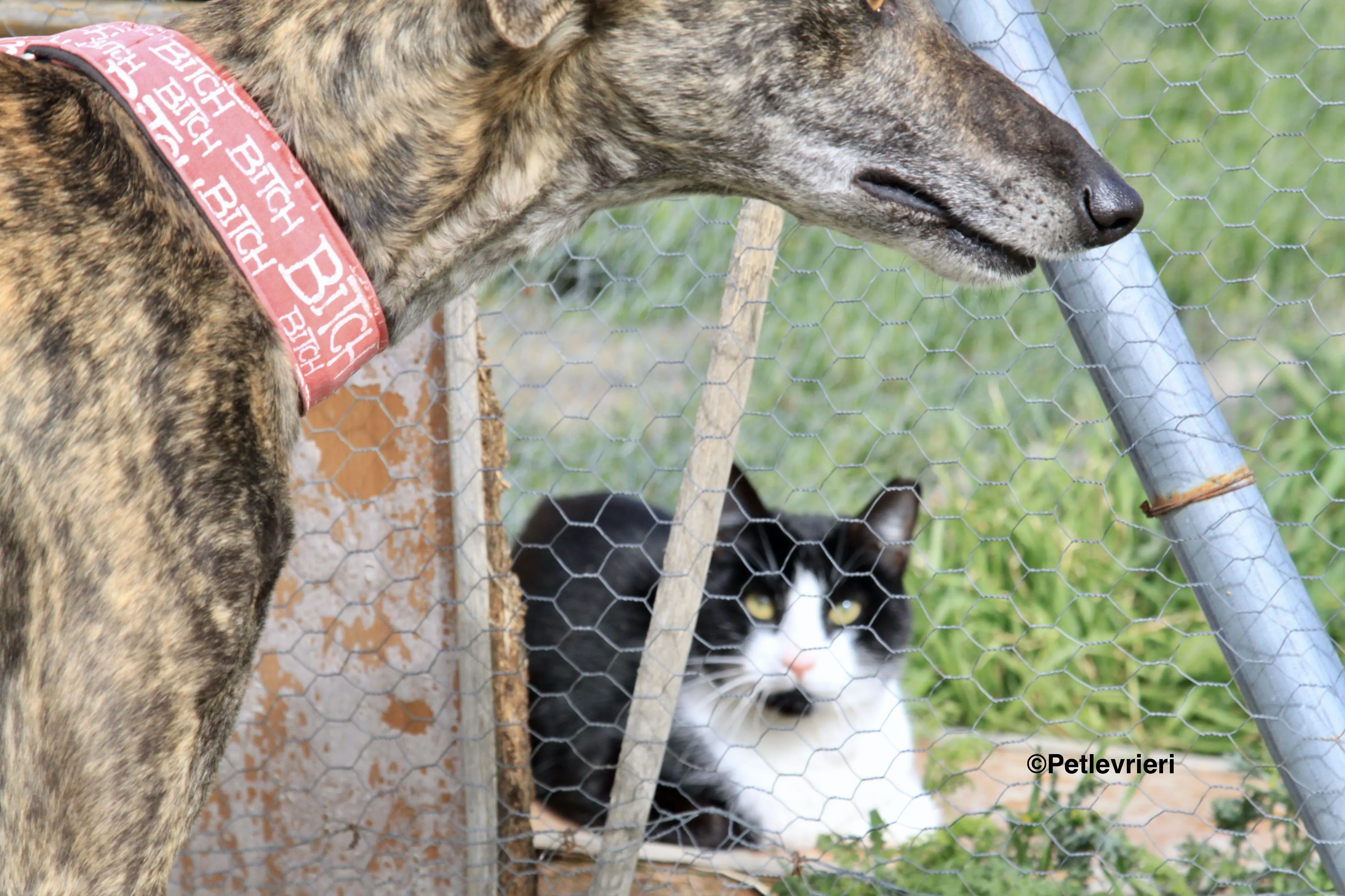 Luna adozione levrieri galgo 3 2