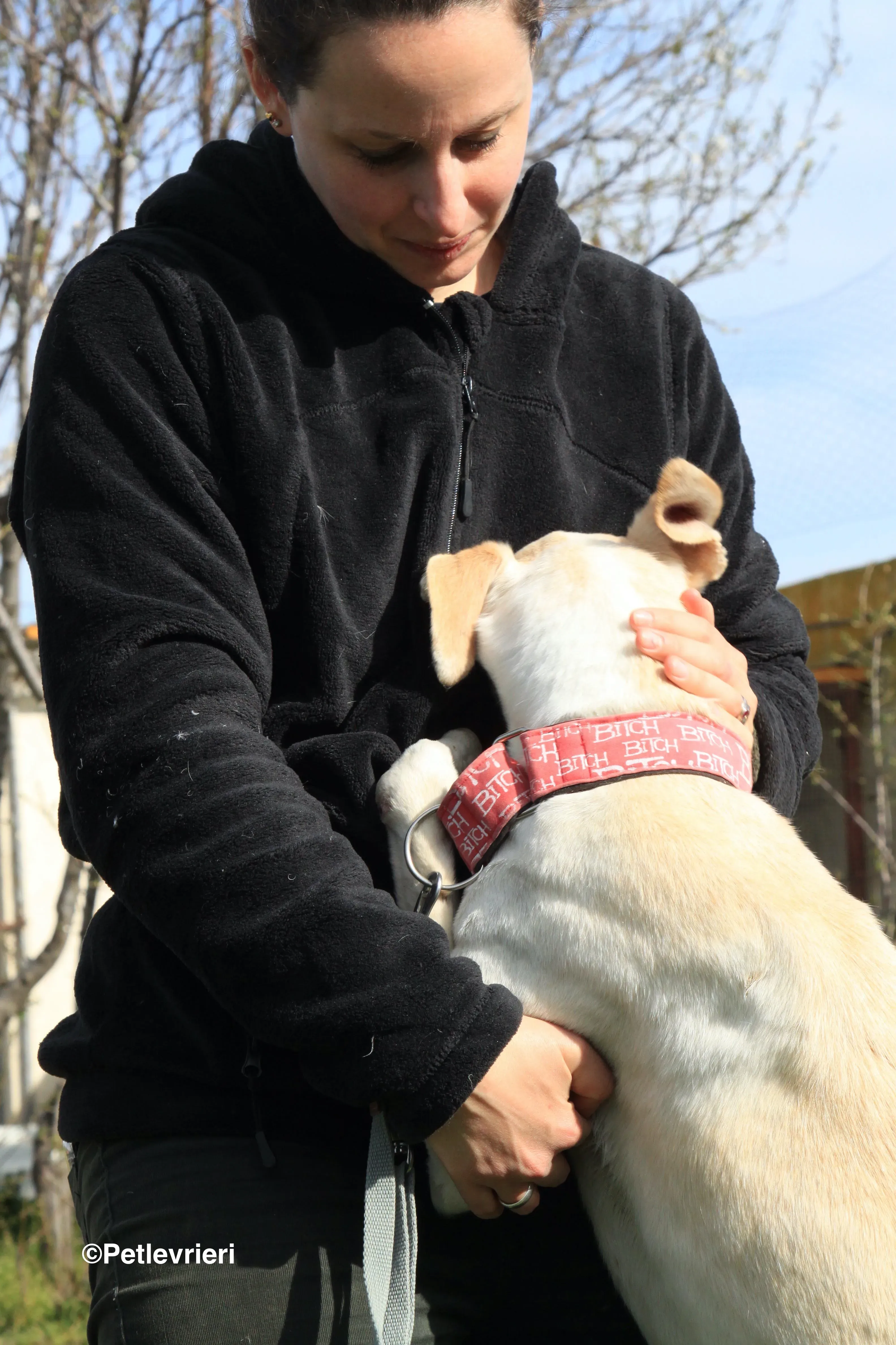 Luna adozione levrieri galgo 30