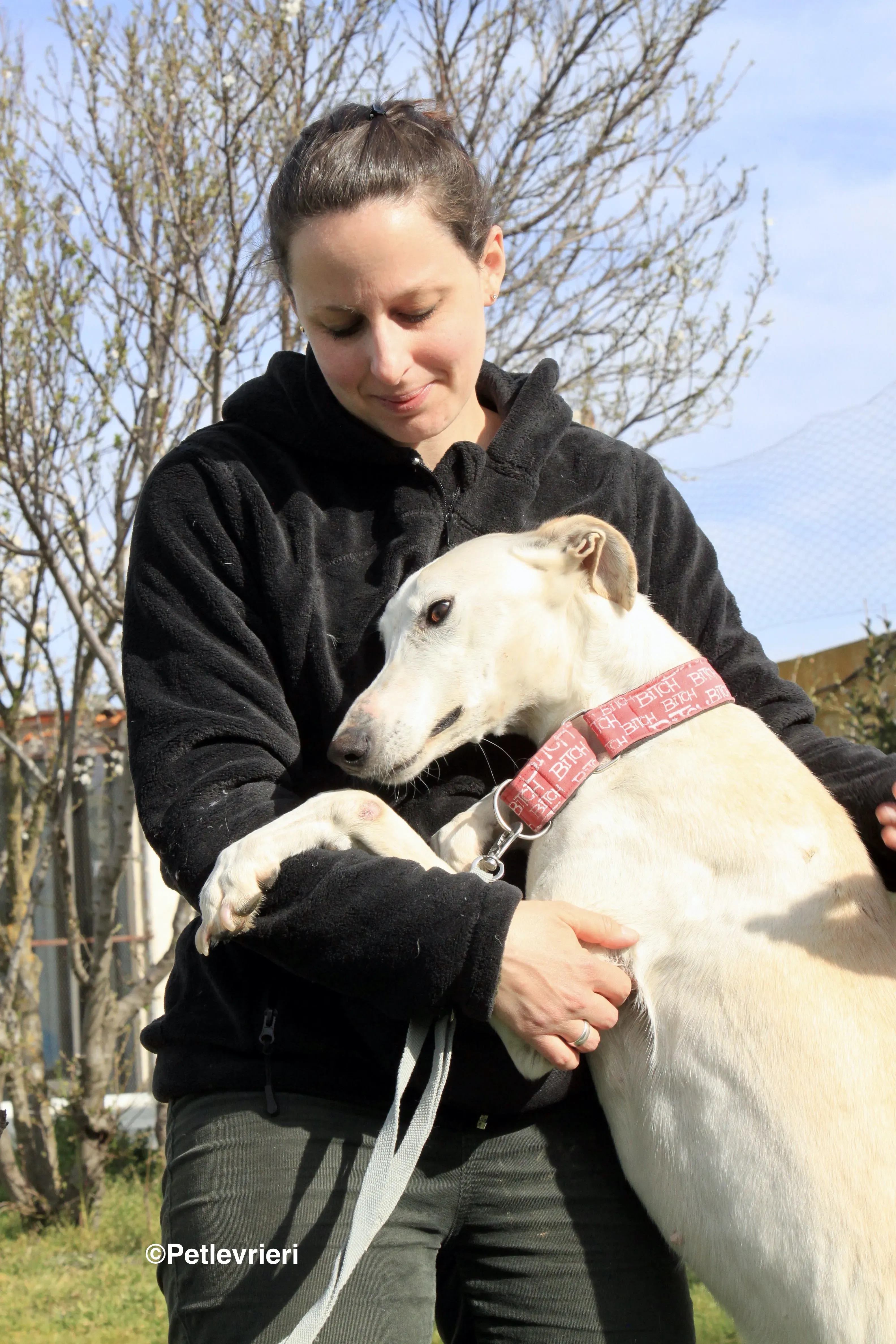 Luna adozione levrieri galgo 32