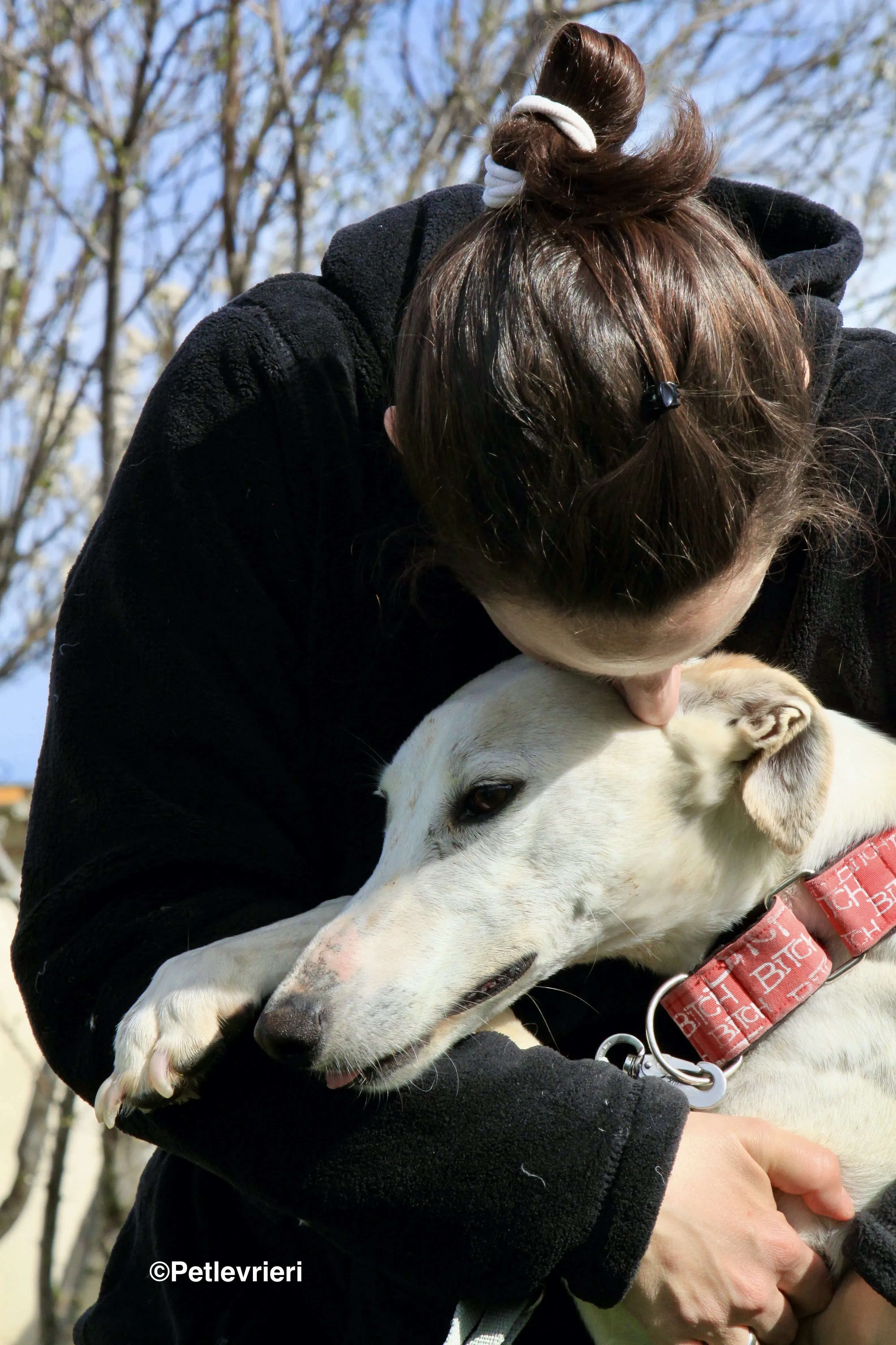 Luna adozione levrieri galgo 34