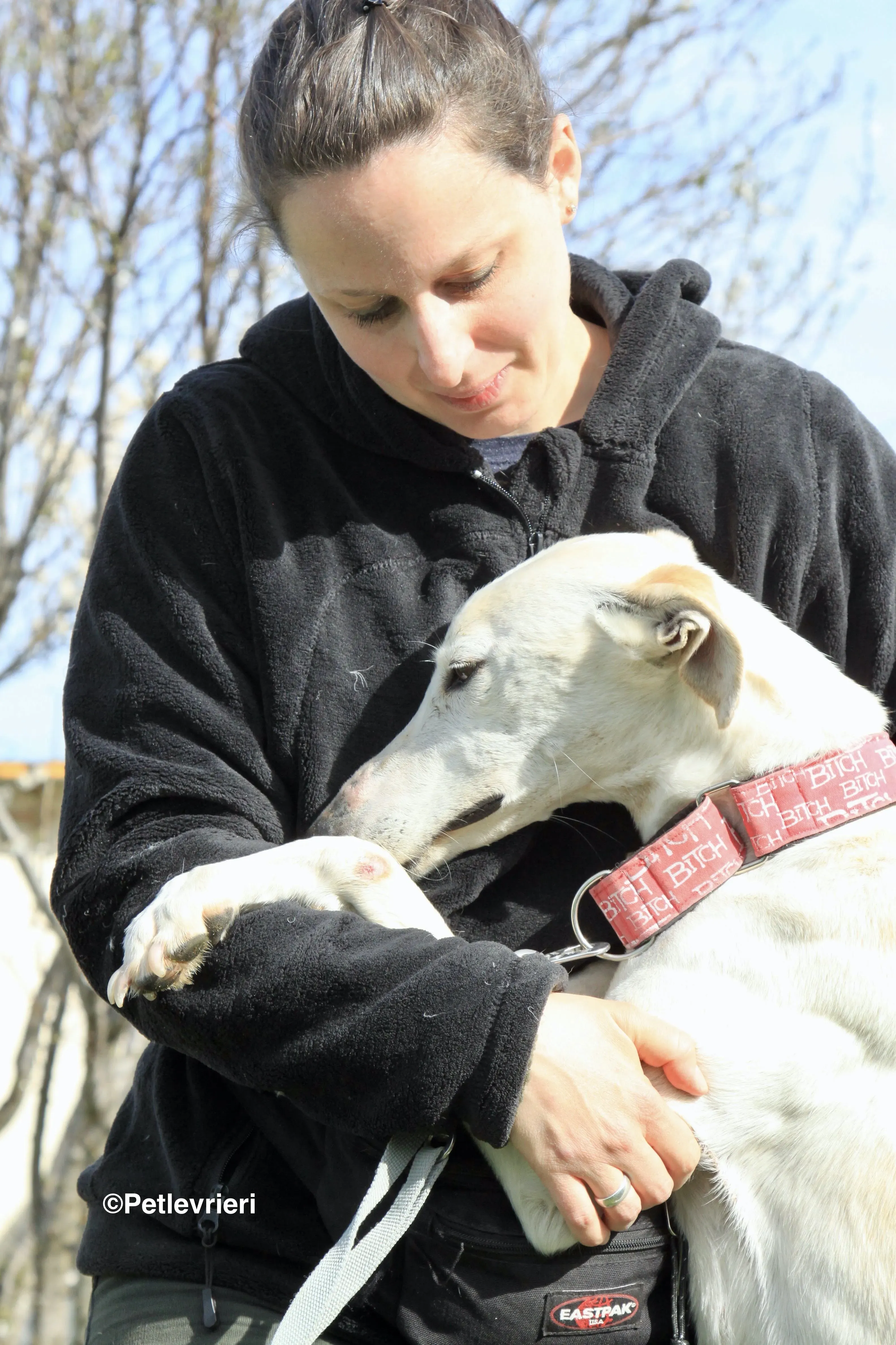 Luna adozione levrieri galgo 35