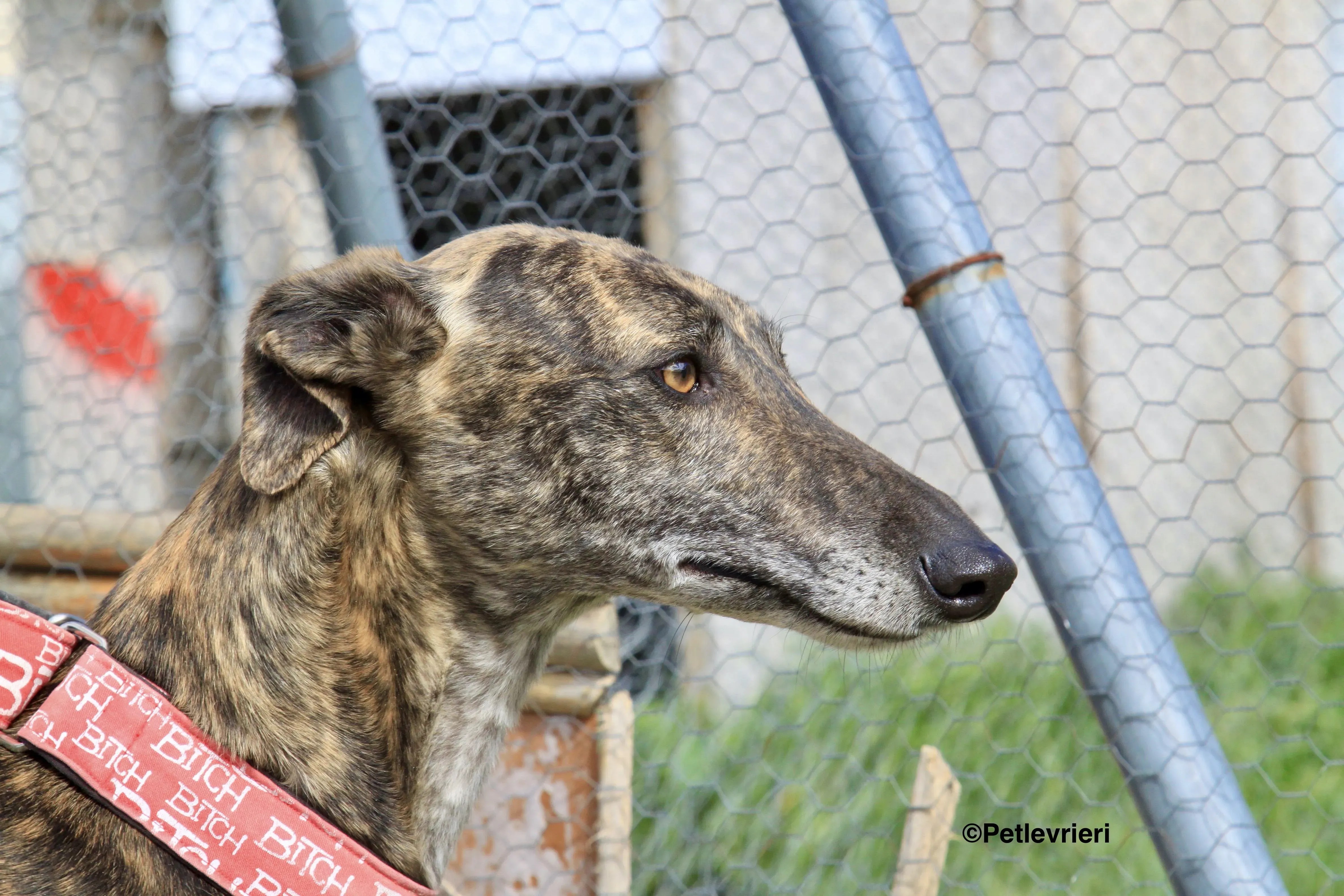 Luna adozione levrieri galgo 4 2