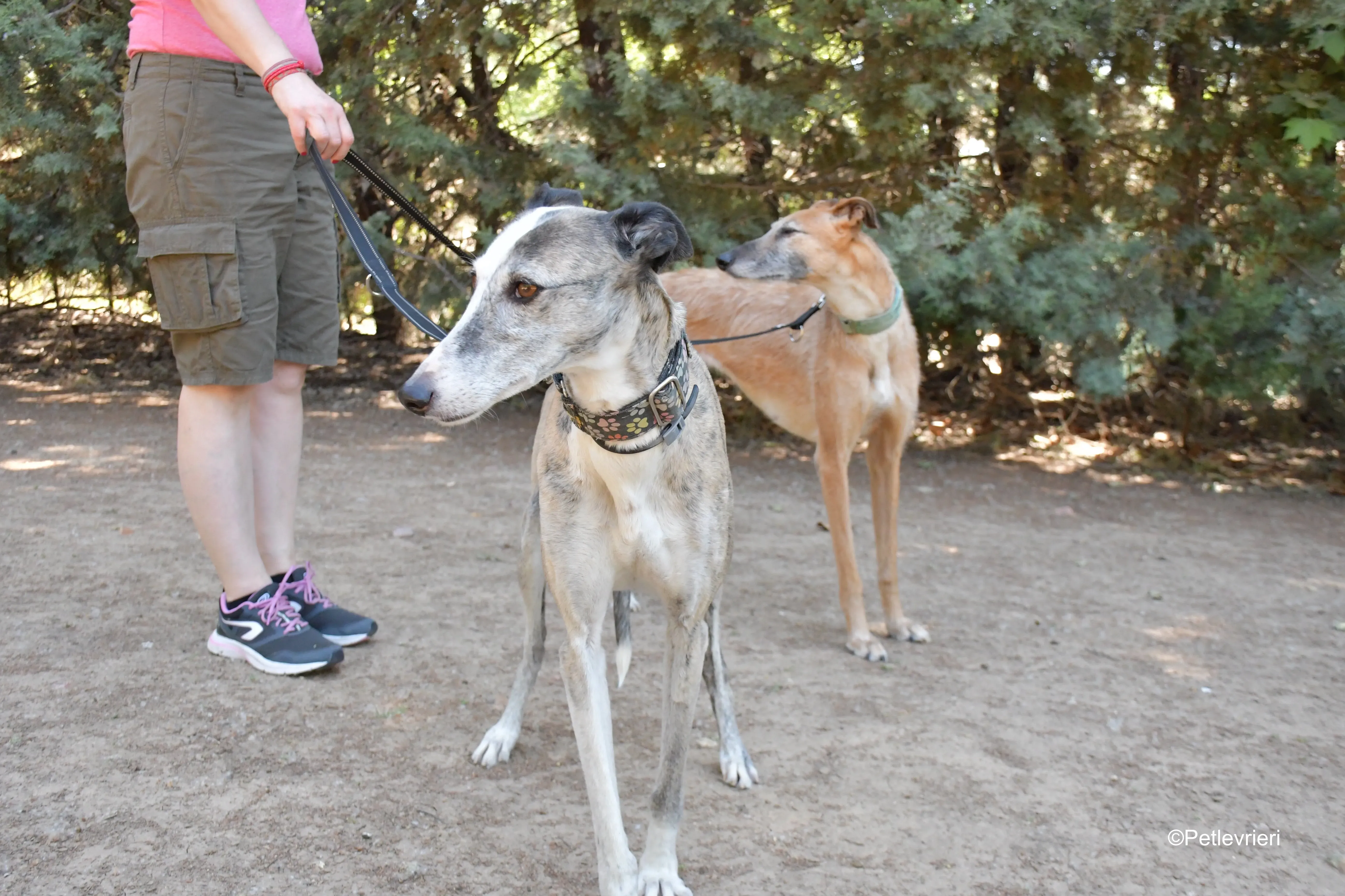 Luna adozione levrieri galgo 4