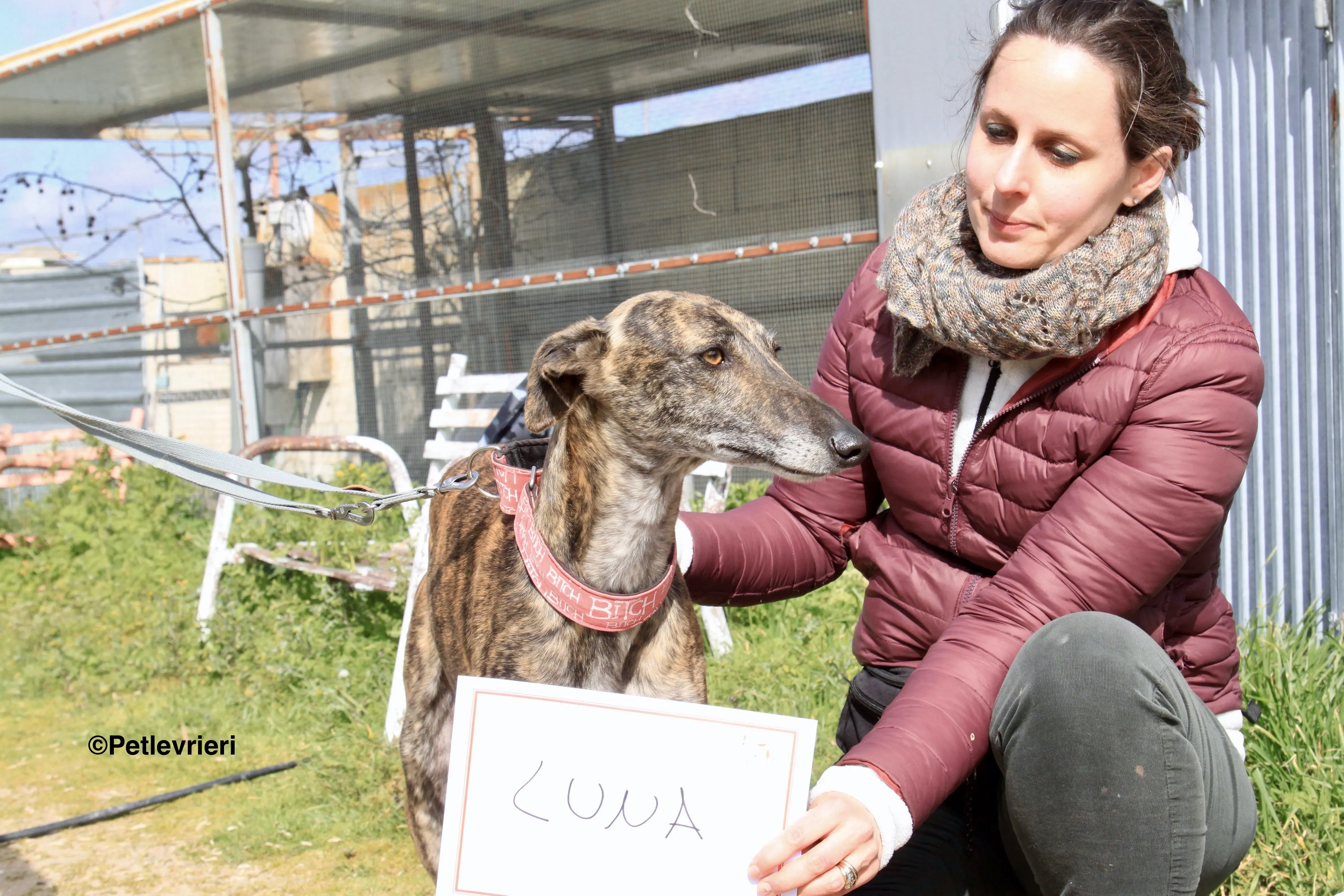 Luna adozione levrieri galgo 5 2 1