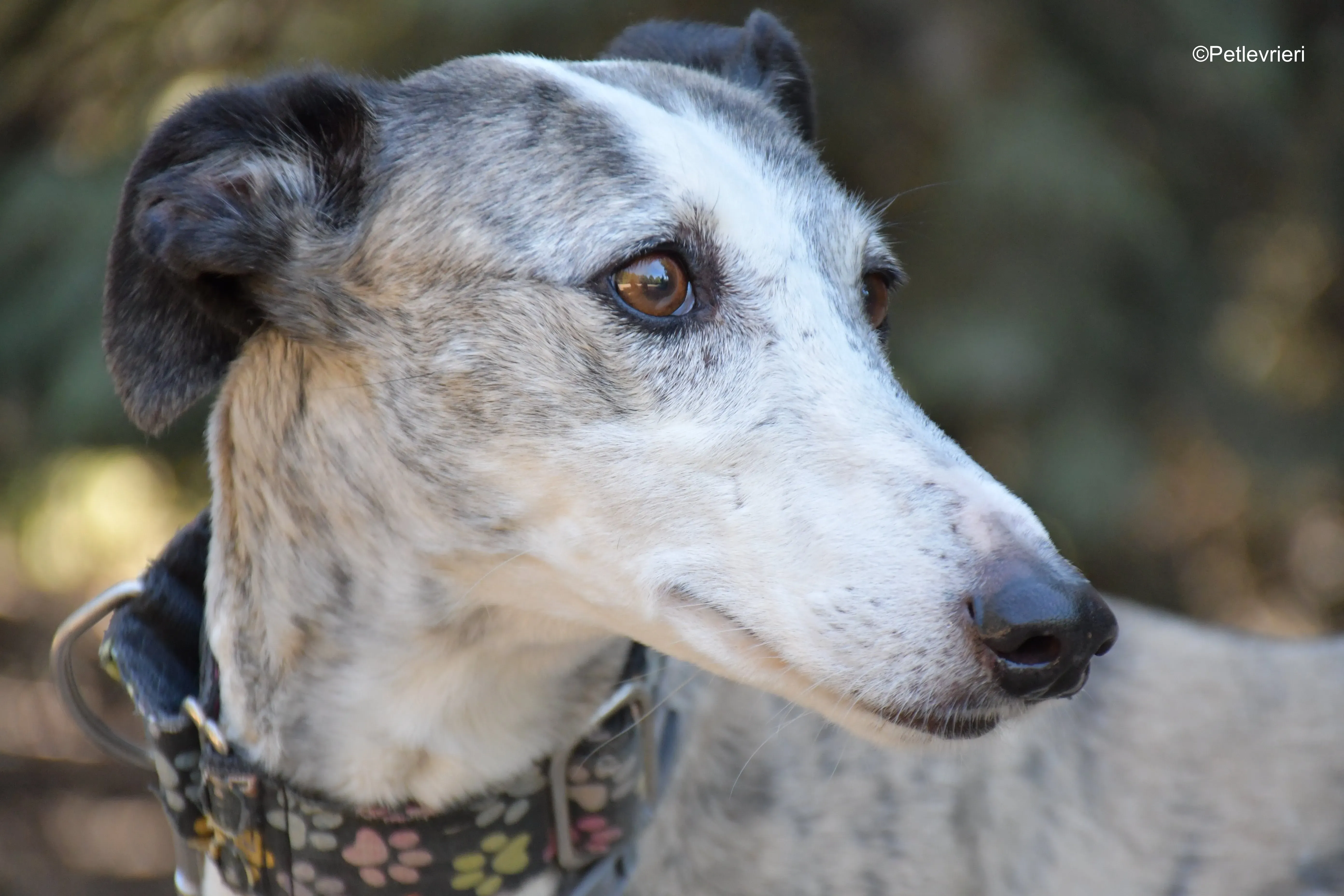 Luna adozione levrieri galgo 6