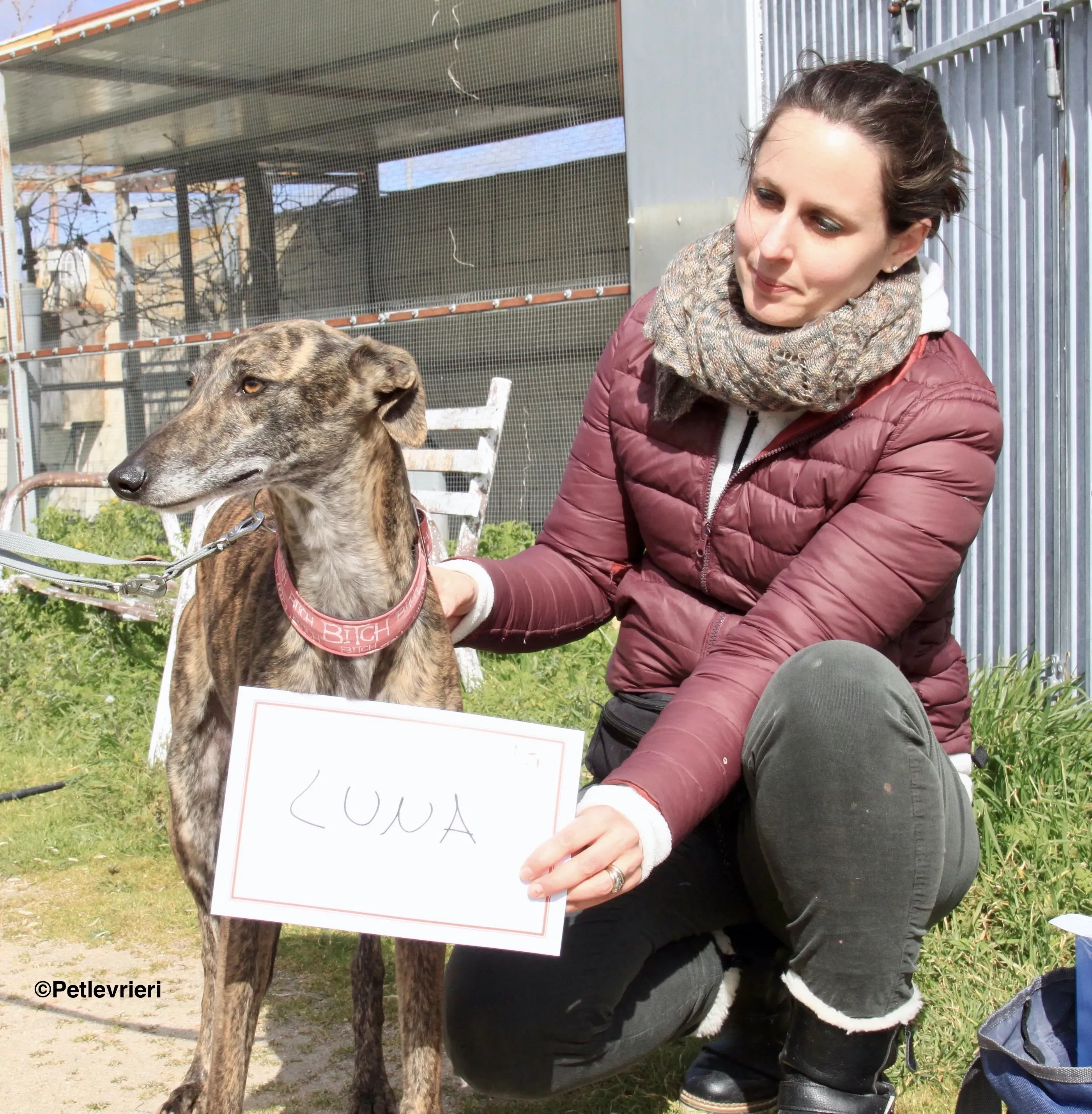Luna adozione levrieri galgo 7 2