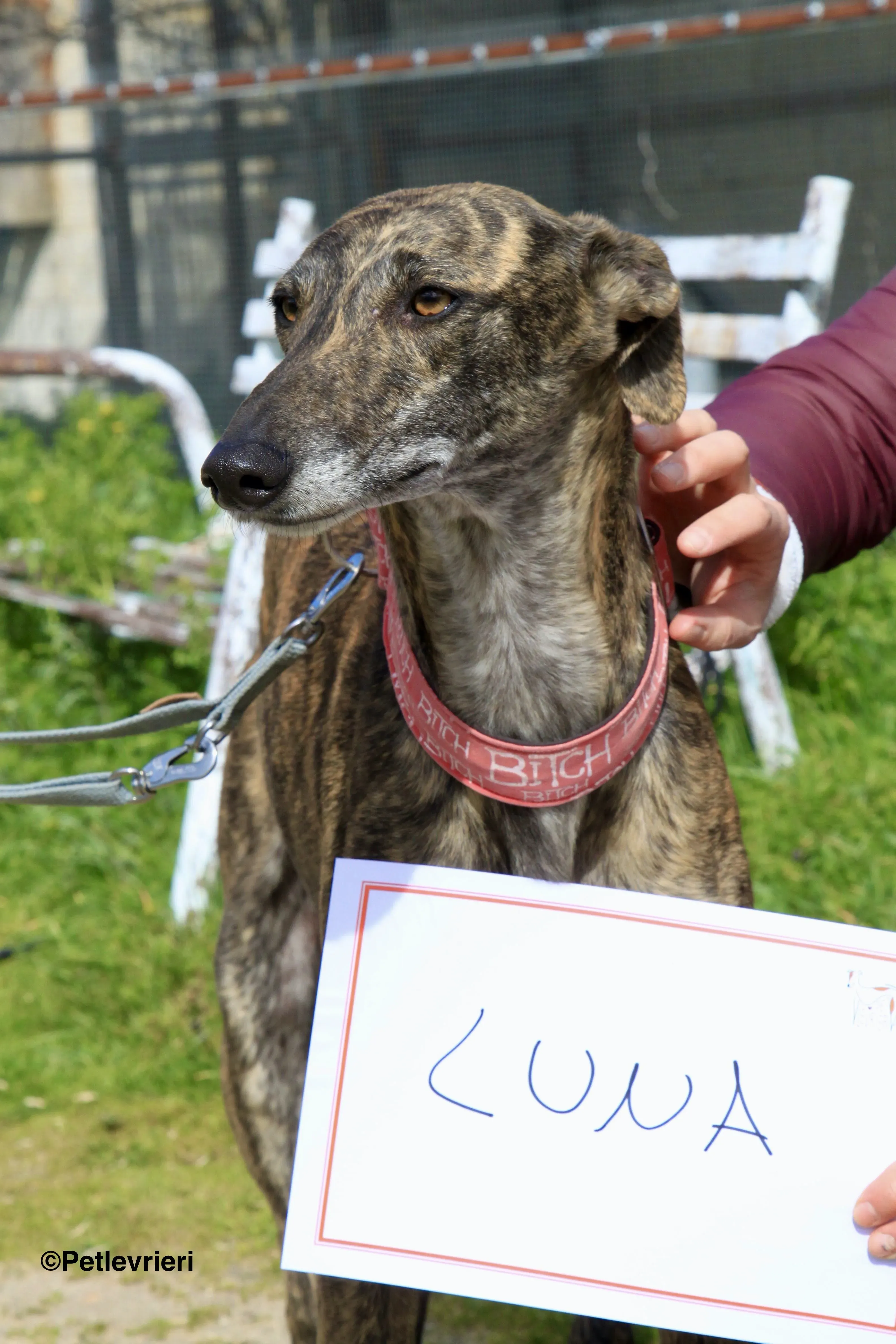 Luna adozione levrieri galgo 8 2