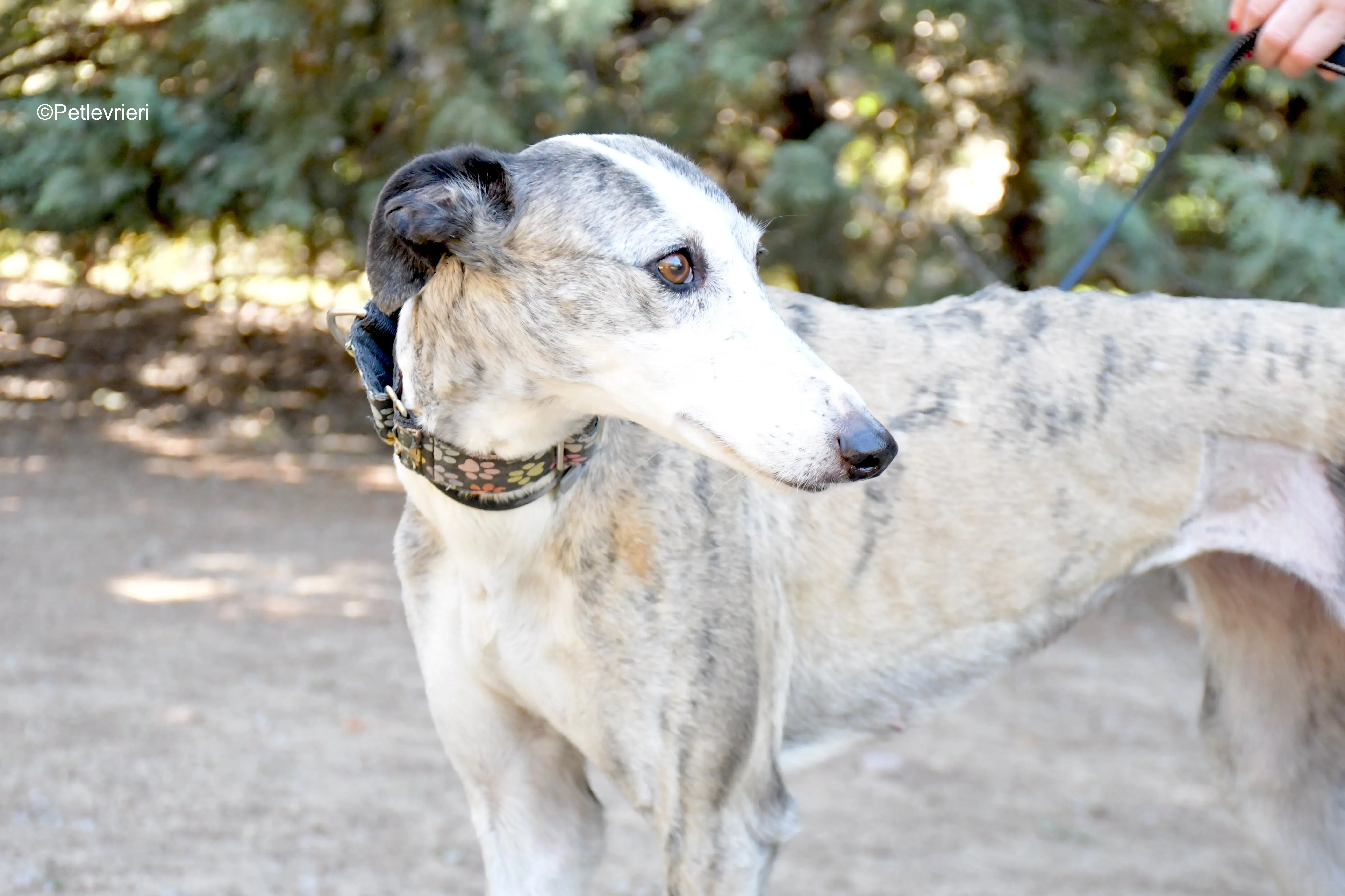 Luna adozione levrieri galgo 8